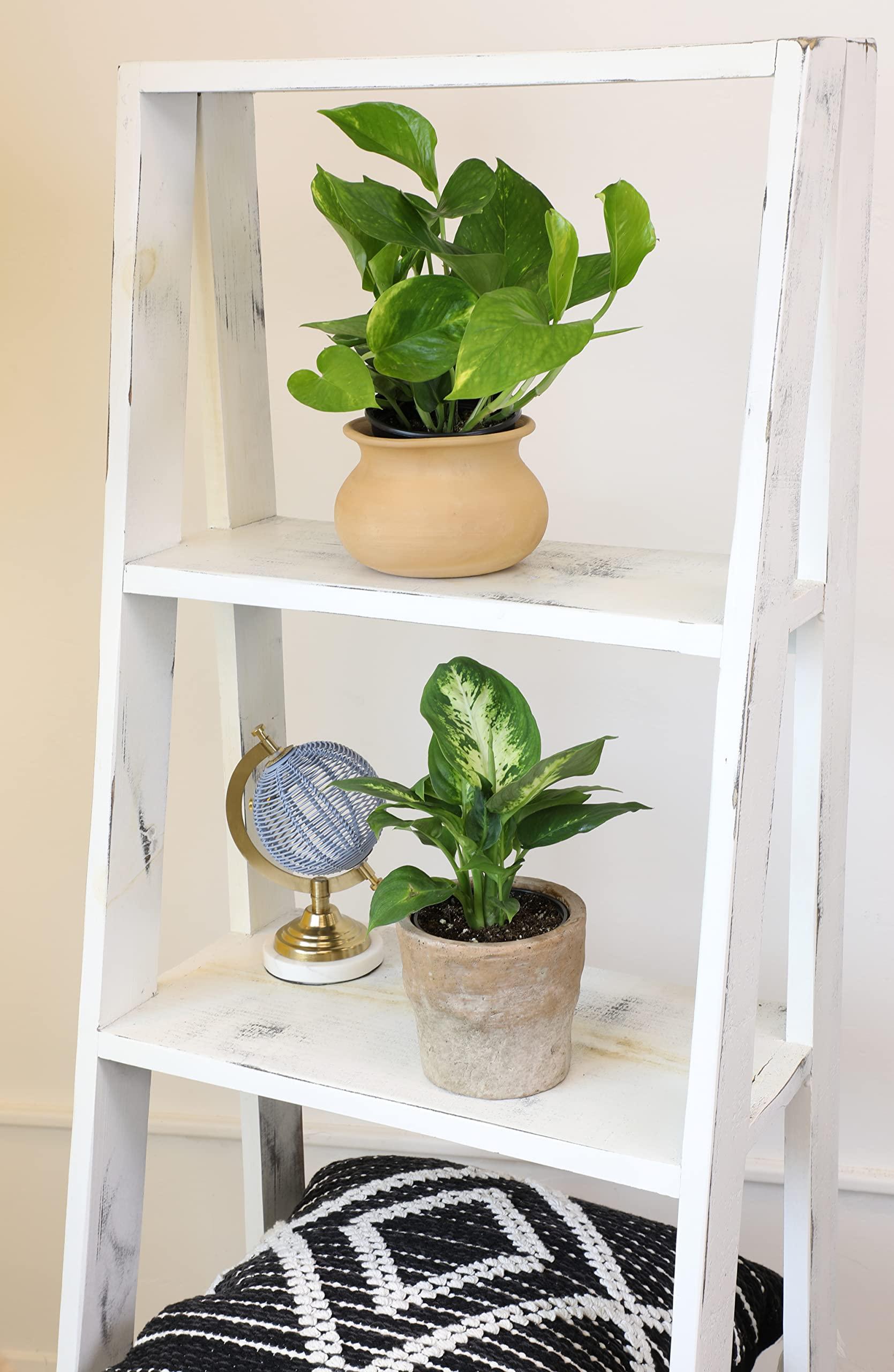 Essential Houseplant Collection (3PK) Live Plants Indoor Plants Live Houseplants in Plant Pots, Easy House Plants Indoors Live, Snake Plant, Pothos in Potting Soil, Clean Air Plants by Altman Plants - Image 9