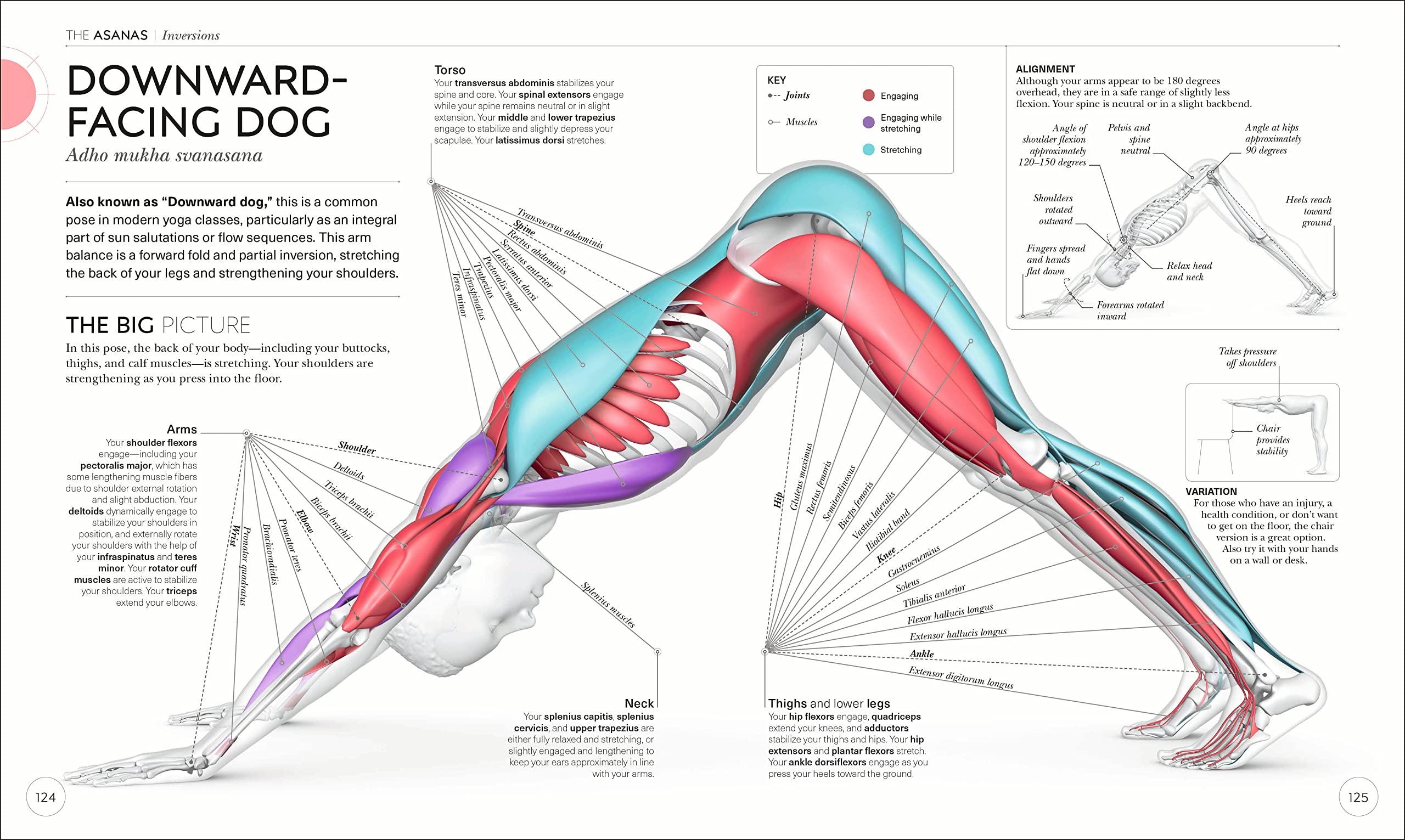 Science of Yoga: Understand the Anatomy and Physiology to Perfect Your Practice (DK Science of) - Image 4