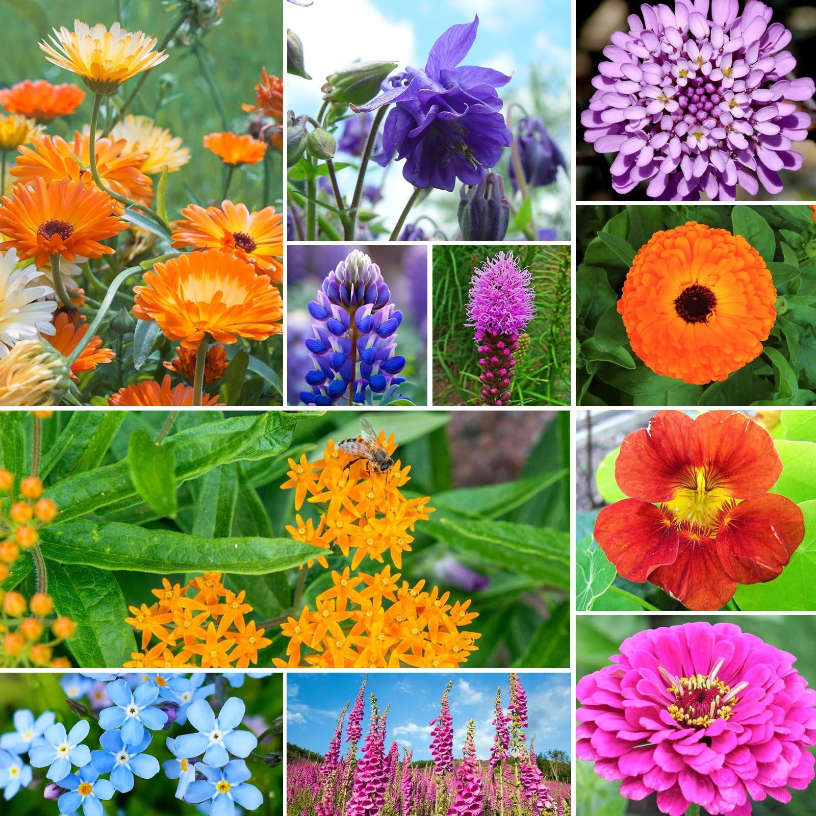 Wildflower Seeds Hummingbird and Butterfly Mix 1 Ounce, No Filler, 24 Varieties Flowers Seeds to Plant Outside, Annual Perennial, Bulk Resealable Package - Image 7