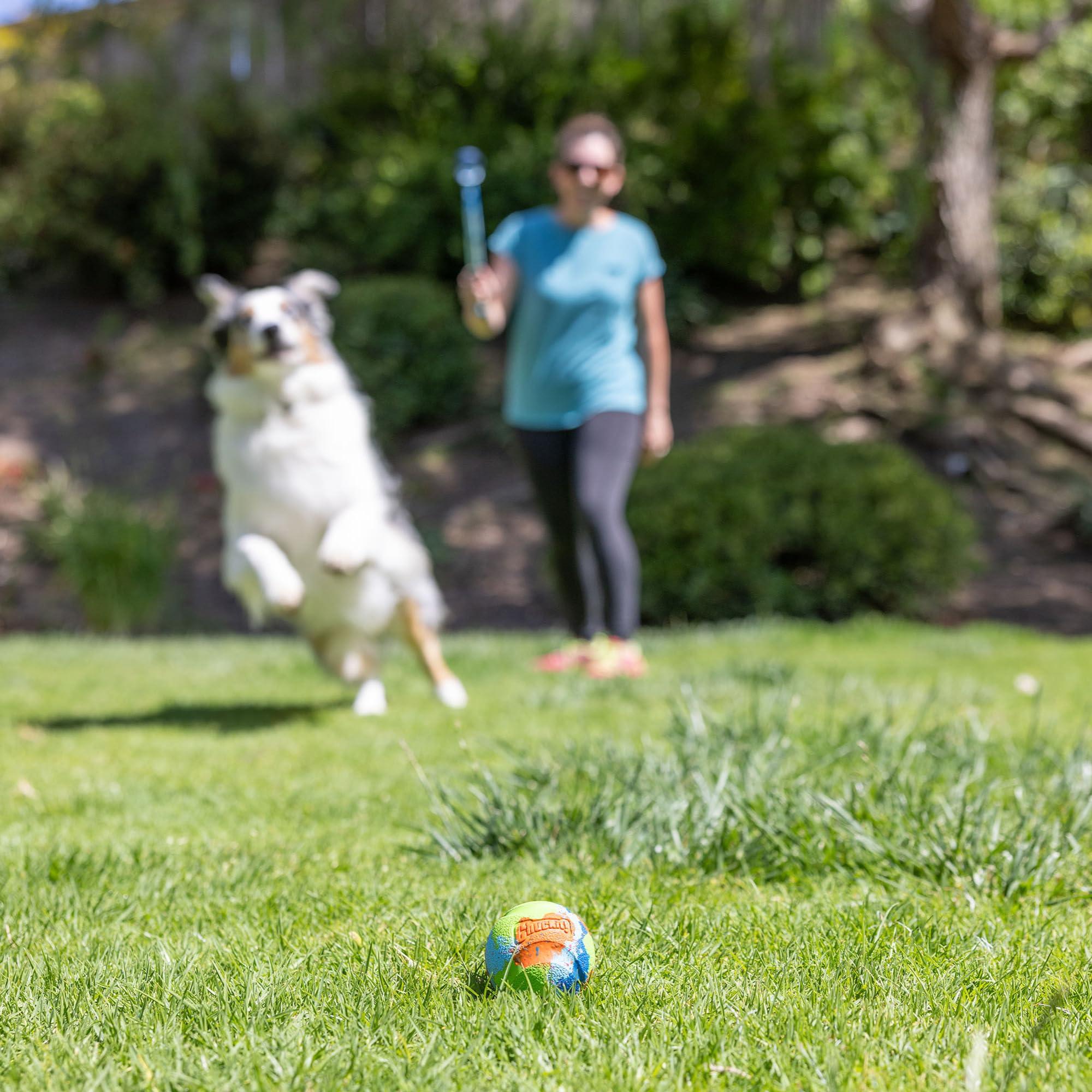 Chuckit! Limited Edition EcoFetch Ball Dog Toy, Medium (2.5 Inch Diameter) Pack of 3, for Breeds 20-60 lbs - Image 6