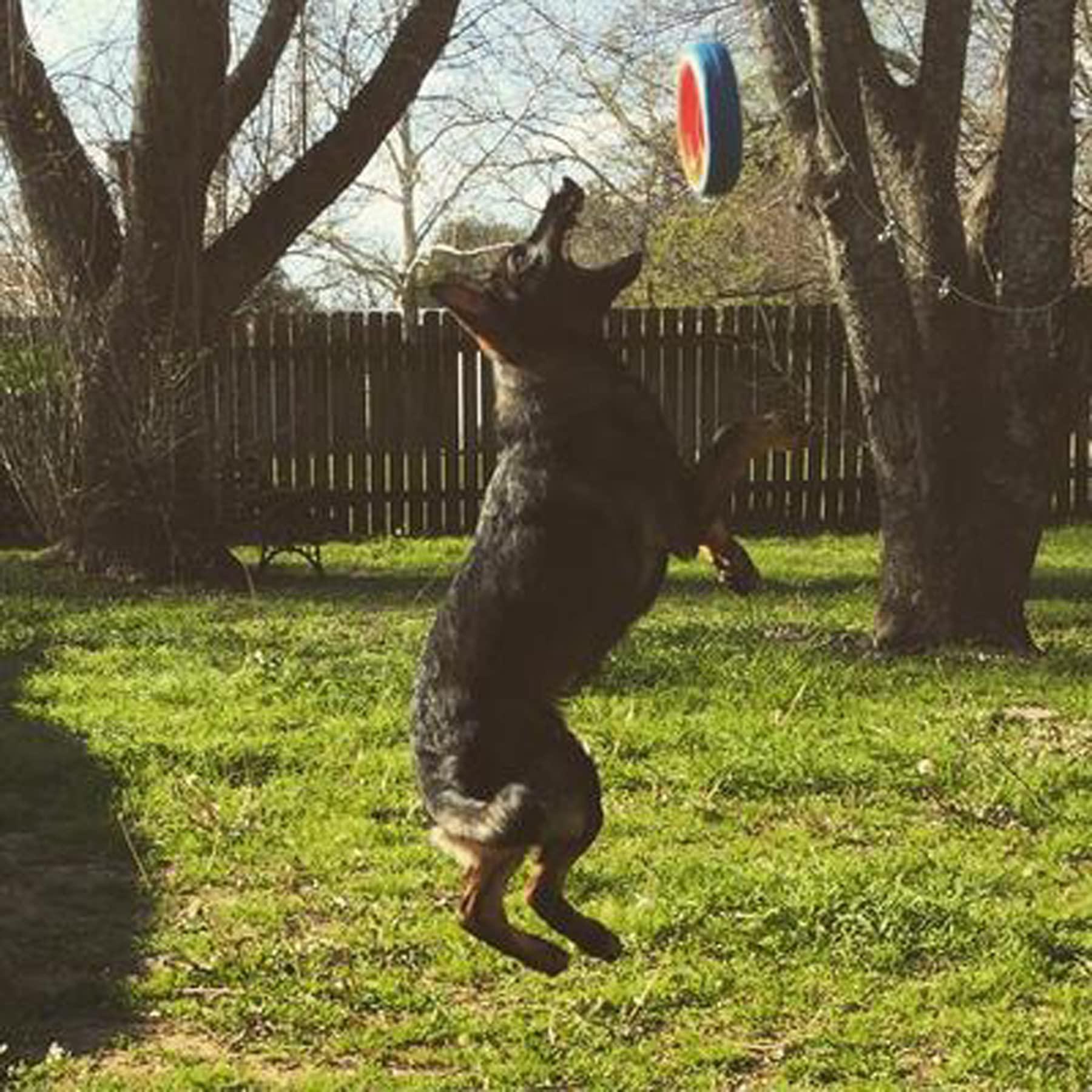 Chuckit! Fetch Wheel Outdoor Dog Toy, Large, For Large Breeds - Image 2