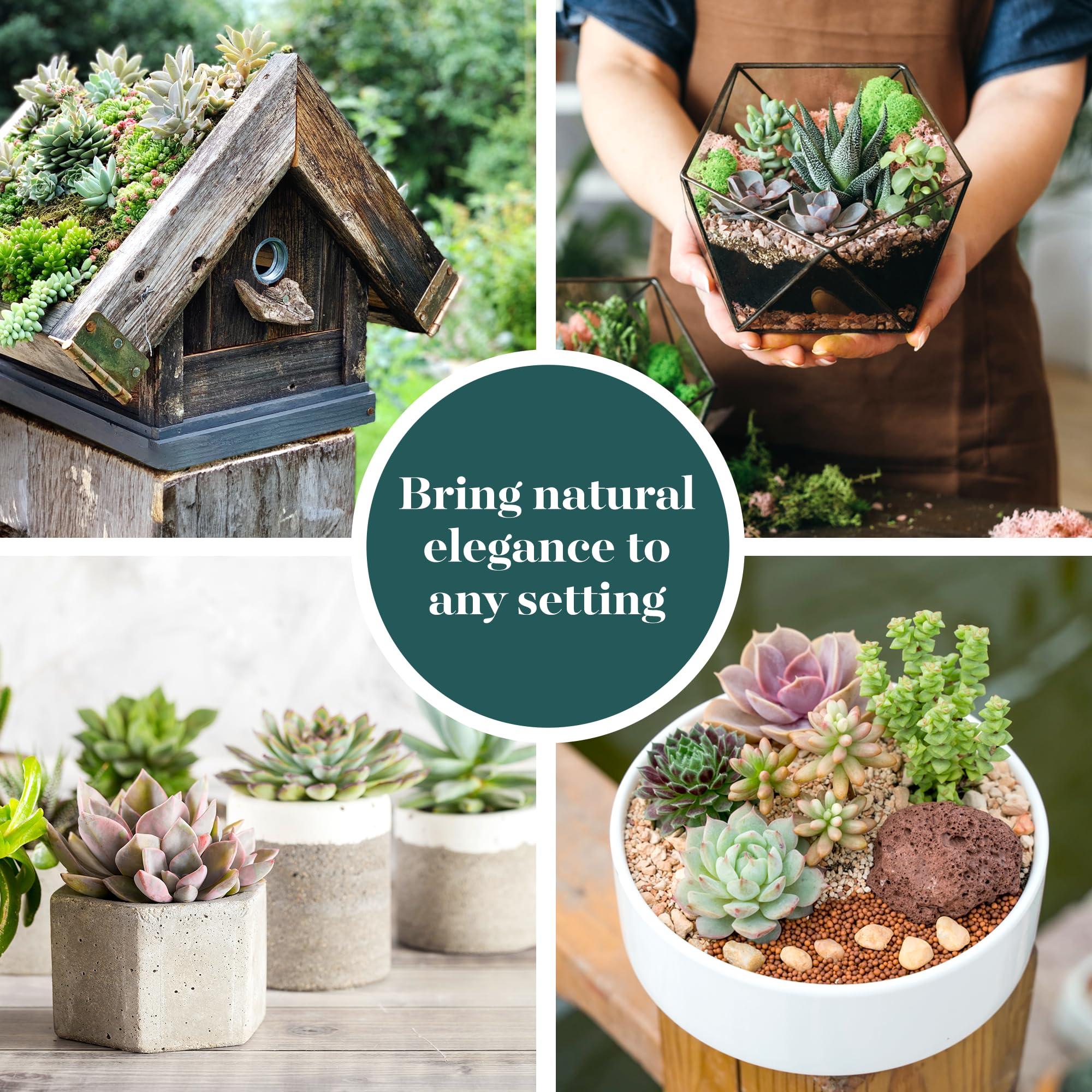 Shop Succulents Assorted Succulent Plant Pack Bulk Collection - Live Mini Succulent Plants, Low Maintenance, Mixture of Colors & Textures - Wedding and Party Favors, Gift & Garden, Pack of 20 - Image 6