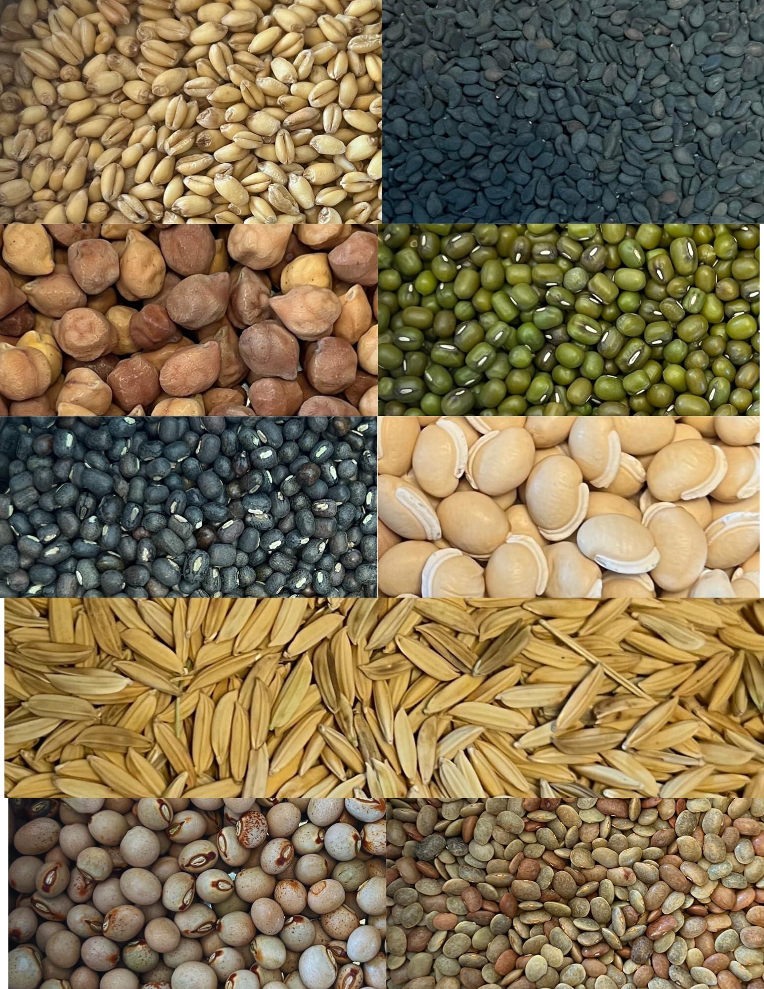Navadhanya Pooja Kit - With Rice Paddy - Gruhapravesam - Satyanarayana - Navaratri - Navagraha - 9 Grains - 9 Planets - Hindu Ritual - Hinduism. Beautifully packed for home and temple Puja (Navadhanyam, Navadhanyalu). These Navadhanya's are offered during Homa, Puja , Gruhapravesam and house warming ceremony for Navagraha Shanthi. - Image 6