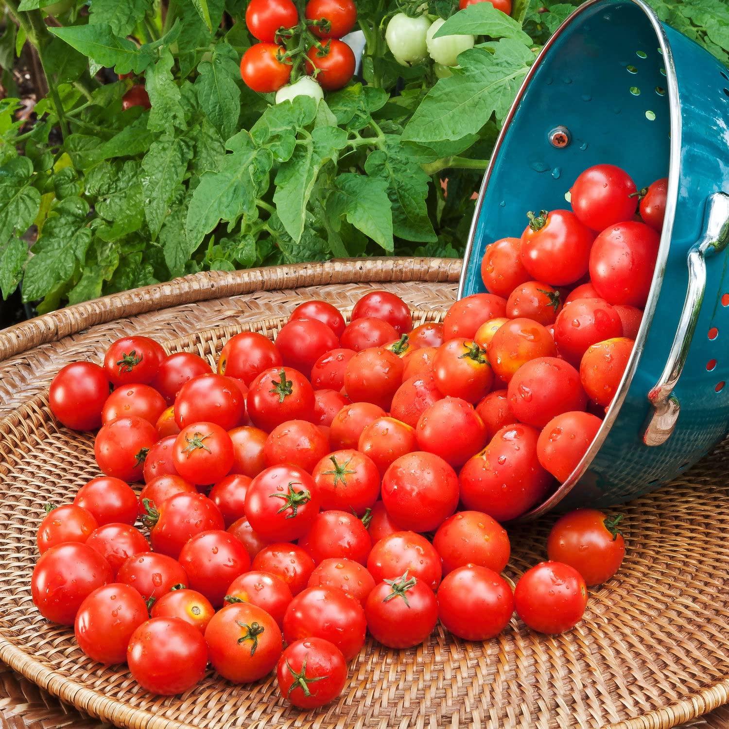 Bonnie PLANTS Husky Cherry Red Tomato Live Vegetable Plants - 4 Pack, Non-GMO, Bite Sized, Disease Resistant - Image 2