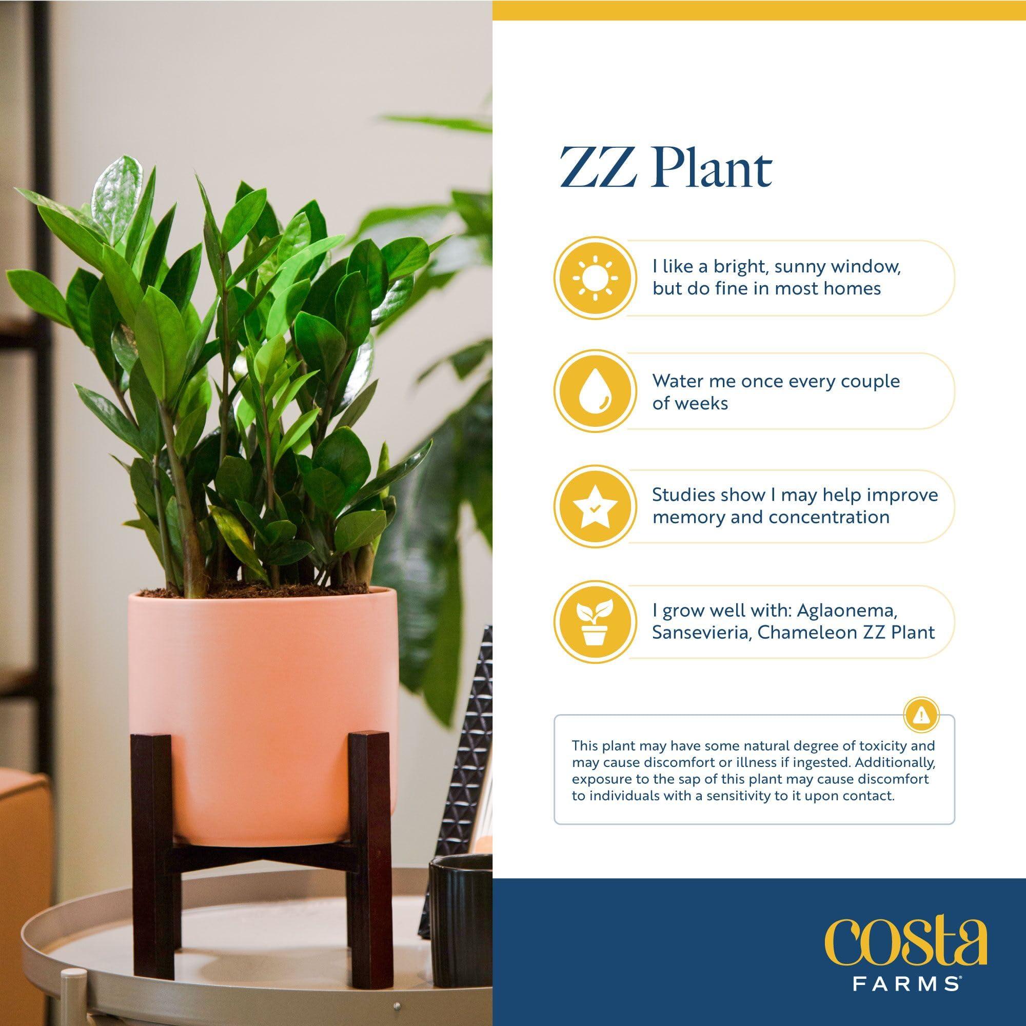 Costa Farms ZZ Plant, Live Indoor Houseplant in Modern Decor Planter, Natural Air Purifier in Potting Soil, Gift for Plant Lovers, Birthday Gift, Tabletop Living Room Decor, Desk Decor, 12-Inches Tall - Image 5