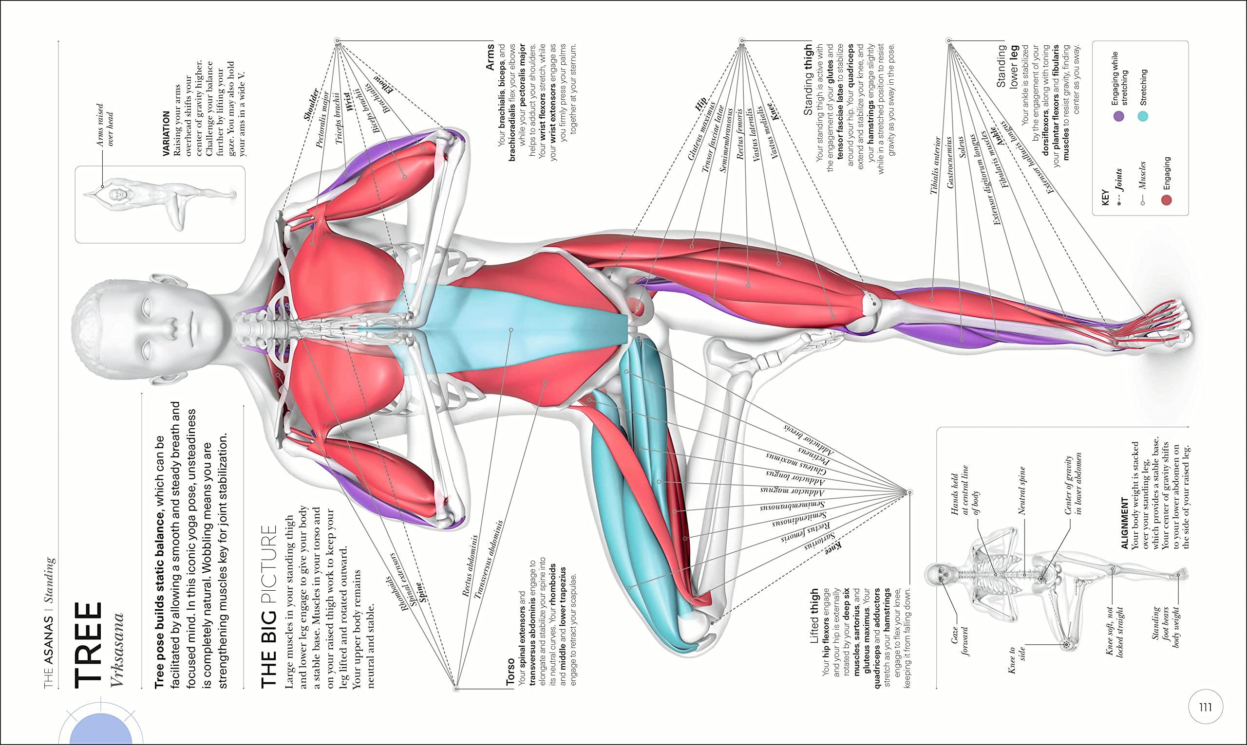 Science of Yoga: Understand the Anatomy and Physiology to Perfect Your Practice (DK Science of) - Image 3