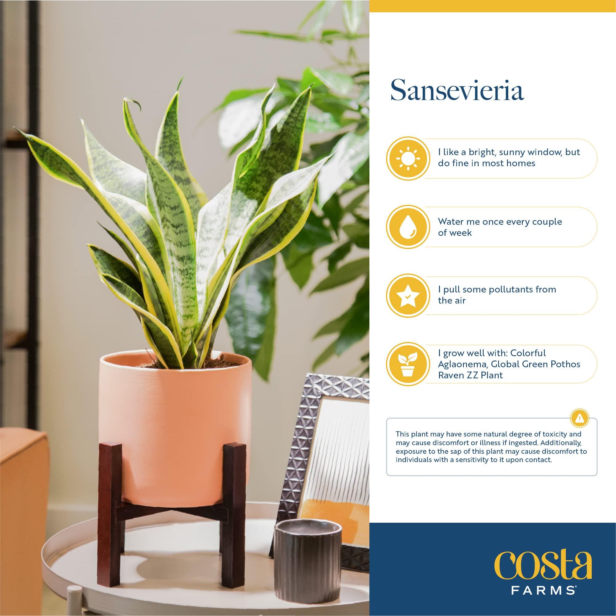 Costa Farms Snake, Sansevieria White-Natural Decor Planter Live Indoor Plant, 12-Inch Tall, Grower's Choice, Green, Yellow - Image 7