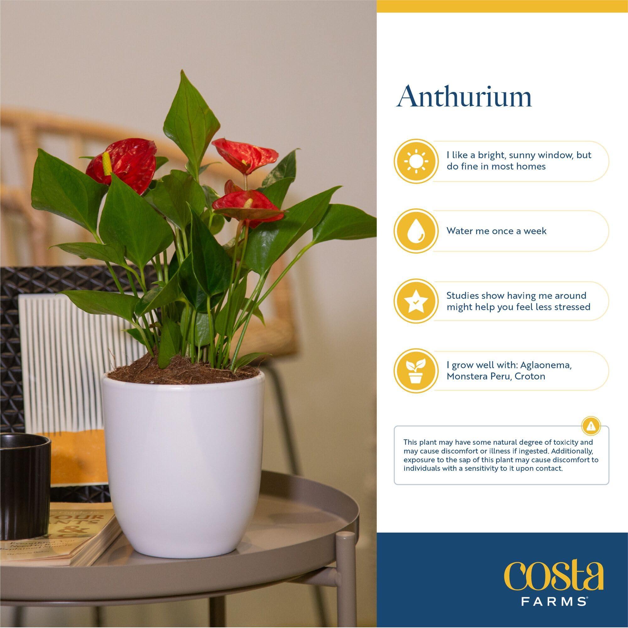 Costa Farms Anthurium Plant, Live Indoor Houseplant with Red Flowers, Easy Grow Flowering House Plant in Cute Décor Pot, Birthday, Housewarming, Get Well Soon, Home, Room, Office Décor, 12-Inches Tall - Image 6
