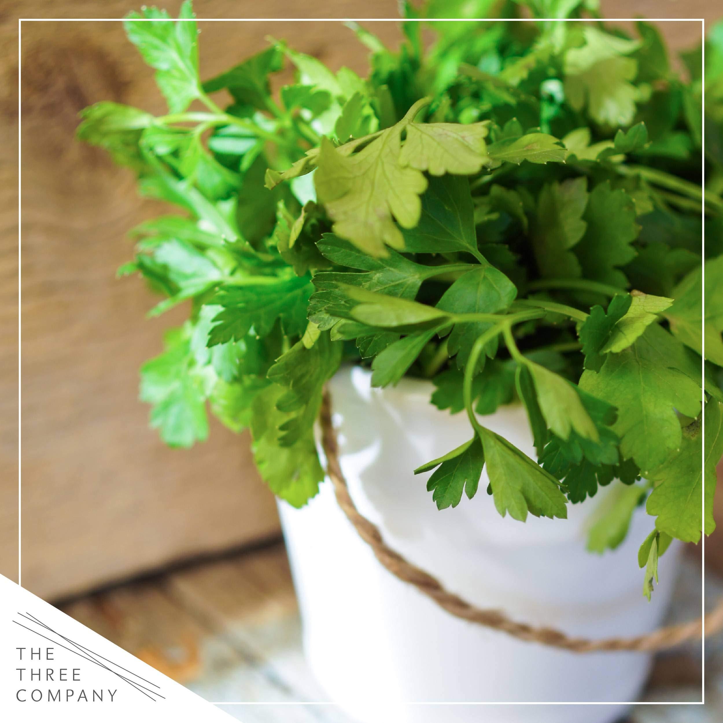 Live Aromatic and Edible Herb Assortment (Lemon Verbena, Eucalyptus, Mint, Lemon Balm, Other Assorted Herbs), 6 Plants Per Pack - Image 13