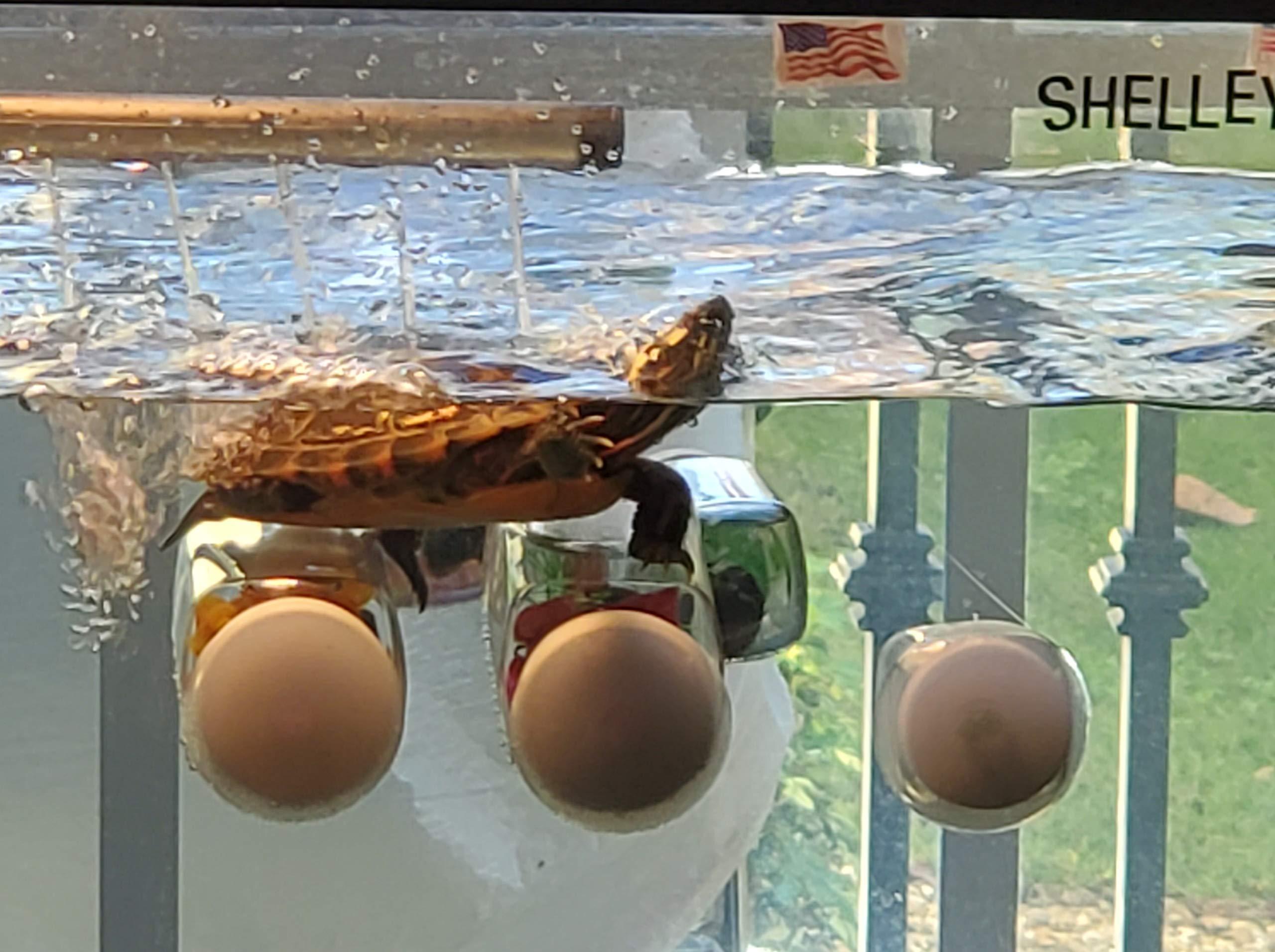 Aquarium Decor Plastic Plants Suction Cups 2 Large 1 Medium Bottles Turtles Pets Platforms Earrings Handmade - Image 4