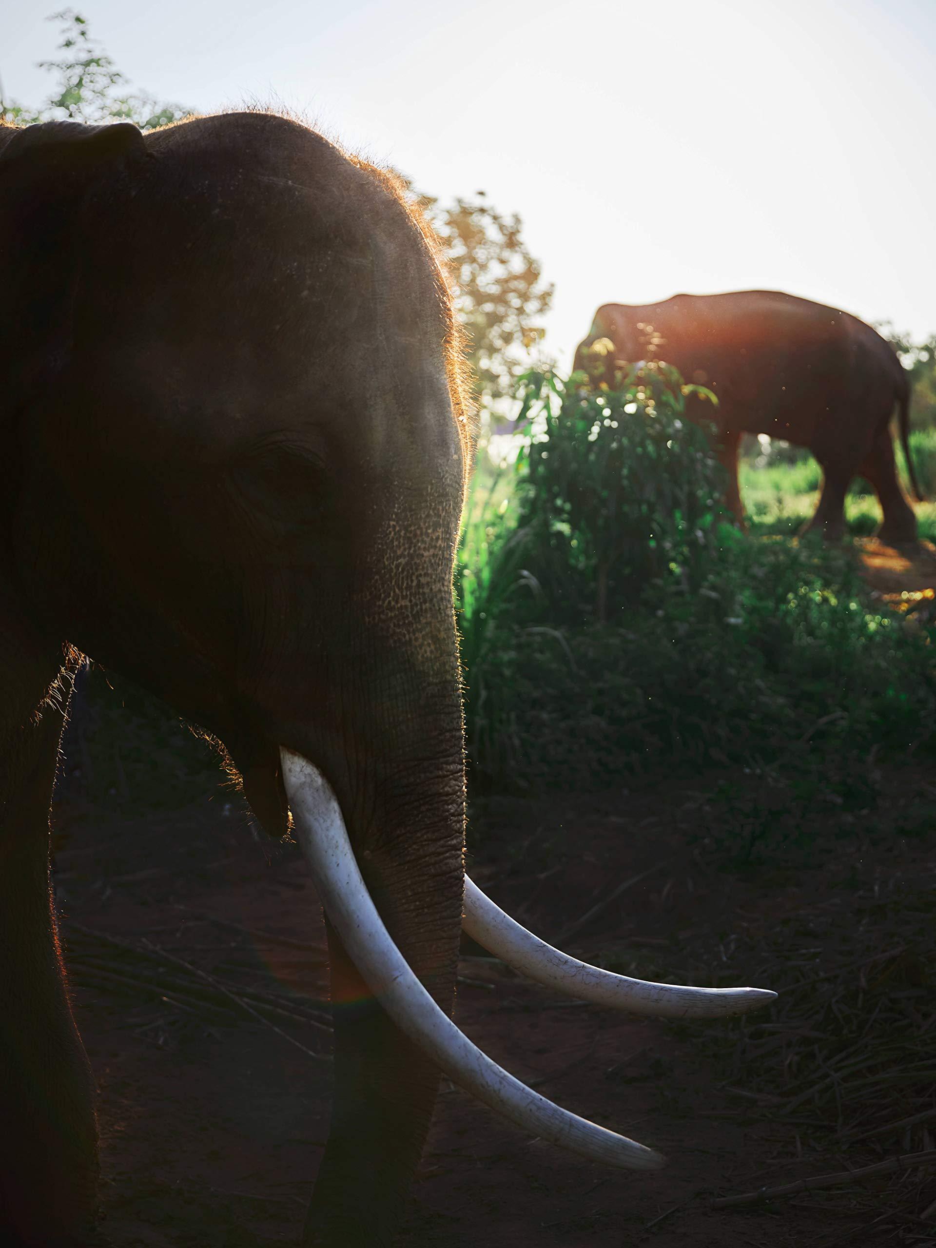 Black Ivory Coffee – World’s Rarest, Naturally Refined by Elephants | Luxury Gift Set | 3 x 40g (4.2 oz Total) - Image 7