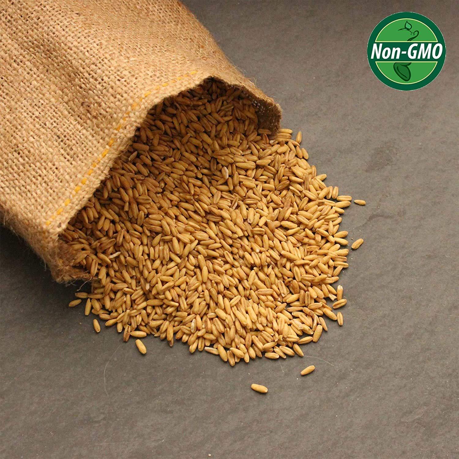 3.5 Lb Non-GMO Organic Whole Oat Groats (w/Husk) - Gluten Free Organic Oats - Whole Oats Organic for Sprouting, Steel Cut Oats Organic, Oat Berries, Oat Flour Organic, Oat Rice, and Livestock Feed - Image 4
