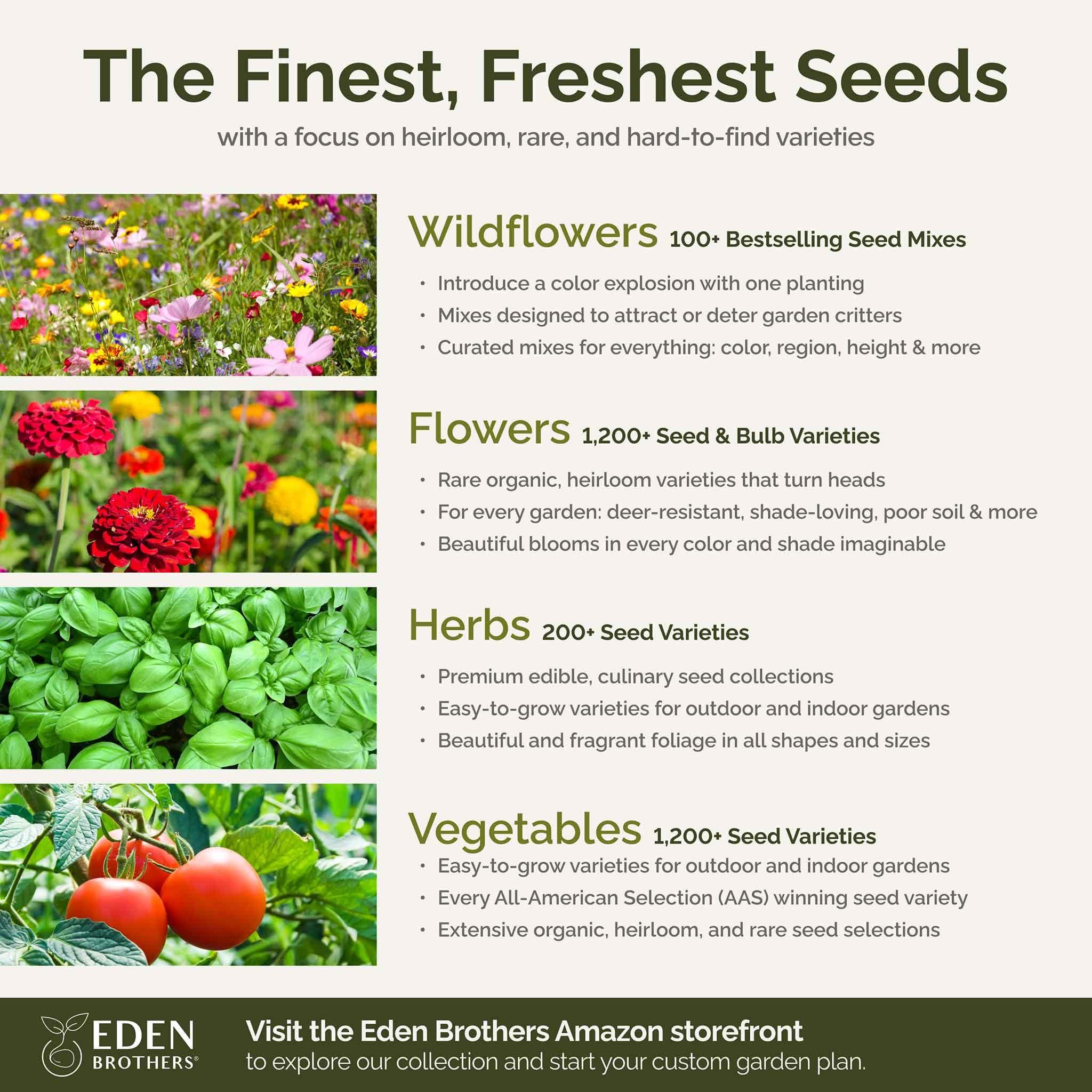 Eden Brothers All Perennial Wildflower Mixed Seeds for Planting, 1/4 lb, 120,000+ Seeds with Lupine, Shasta Daisy | Attracts Pollinators, Plant in Spring or Fall, Zones 3, 4, 5, 6, 7, 8, 9, 10 - Image 6