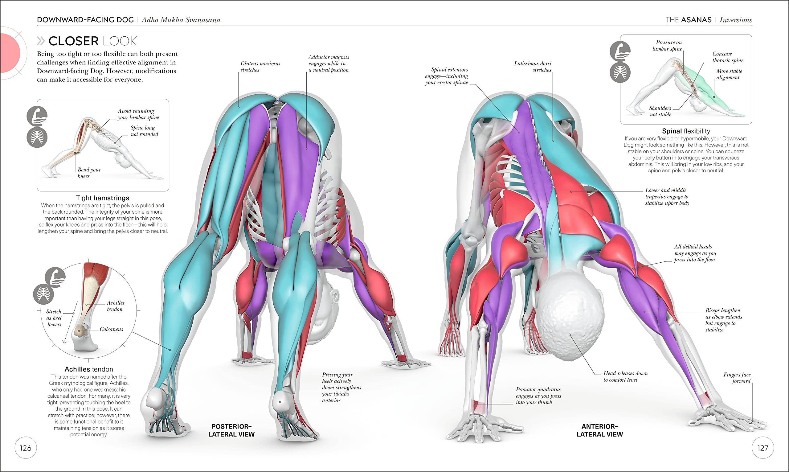 Science of Yoga: Understand the Anatomy and Physiology to Perfect Your Practice (DK Science of) - Image 5