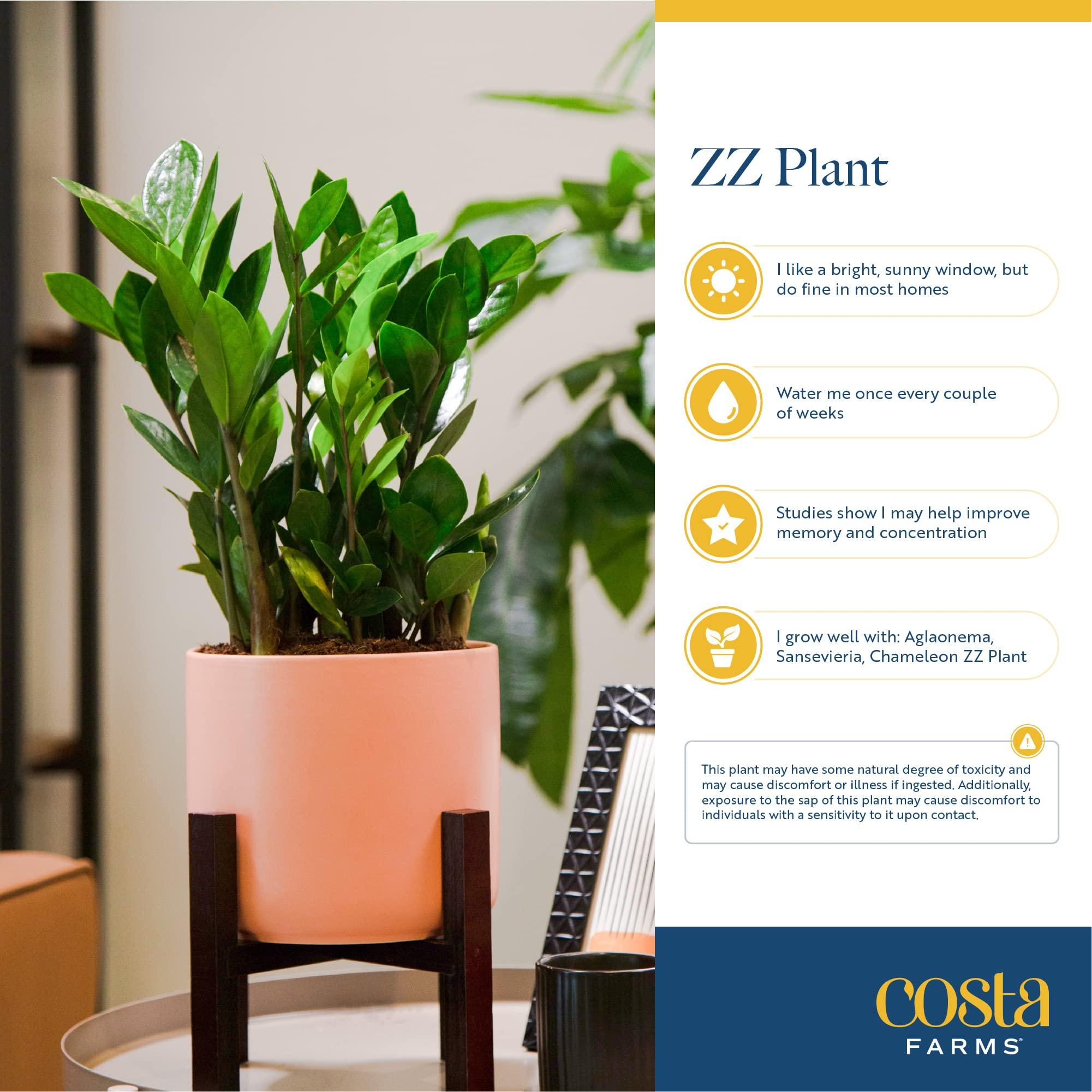 Costa Farms ZZ Plant, Live Indoor Houseplant in Modern Decor Planter, Natural Air Purifier in Potting Soil, Gift for Plant Lovers, Birthday Gift, Tabletop Living Room Decor, Desk Decor, 12-Inches Tall - Image 8