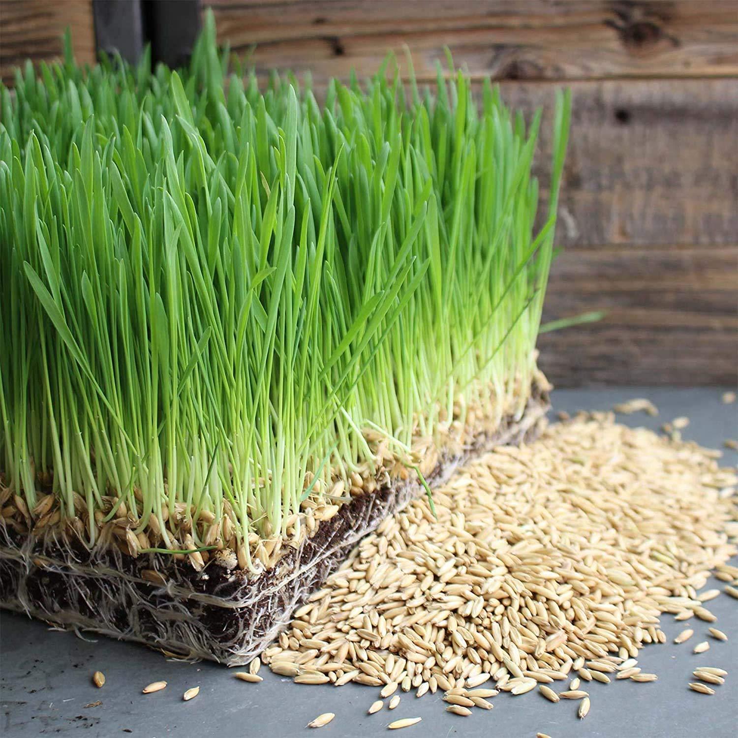 3.5 Lb Non-GMO Organic Whole Oat Groats (w/Husk) - Gluten Free Organic Oats - Whole Oats Organic for Sprouting, Steel Cut Oats Organic, Oat Berries, Oat Flour Organic, Oat Rice, and Livestock Feed - Image 2
