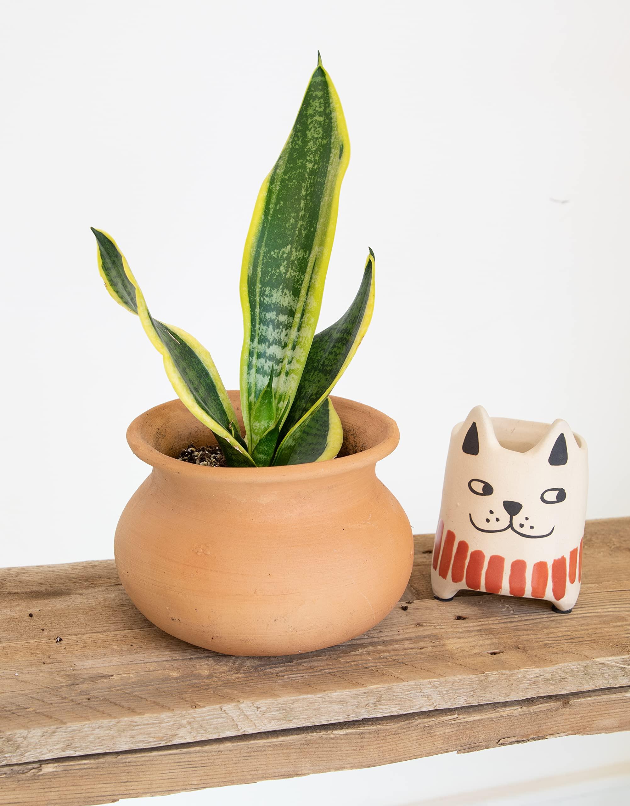 Essential Houseplant Collection (3PK) Live Plants Indoor Plants Live Houseplants in Plant Pots, Easy House Plants Indoors Live, Snake Plant, Pothos in Potting Soil, Clean Air Plants by Altman Plants - Image 12
