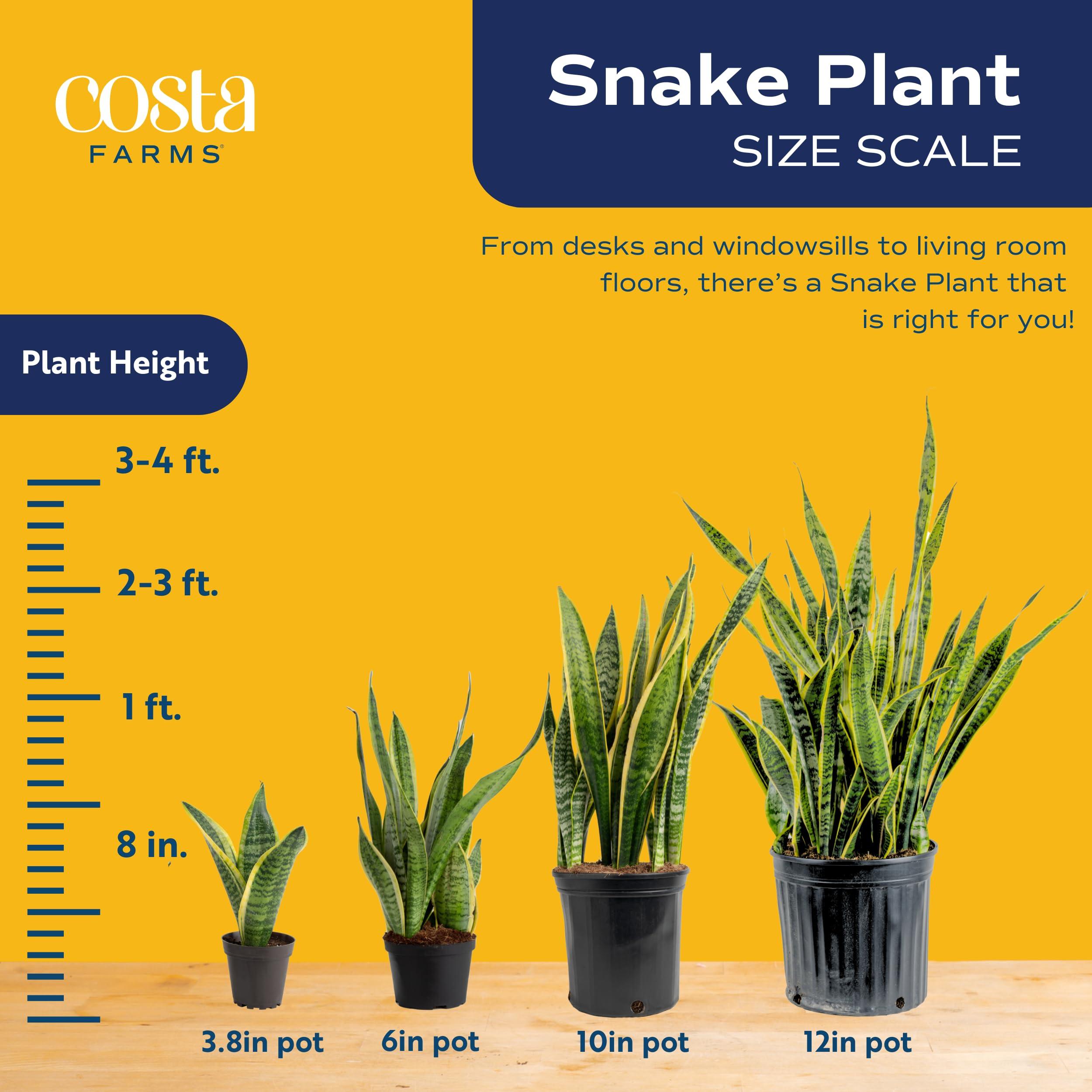 Costa Farms Snake, Sansevieria White-Natural Decor Planter Live Indoor Plant, 12-Inch Tall, Grower's Choice, Green, Yellow - Image 3