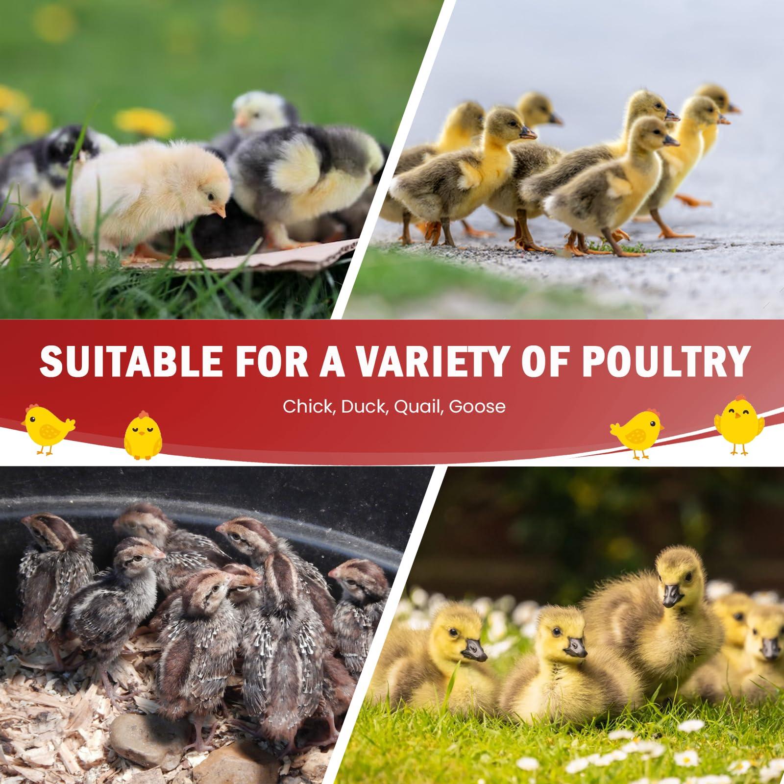 Tetuga Chicken Brooder Box for Chick Starter Kit - 10 * 12inch Brooder Heating Plate Chick Brooder Pen/Baby Chicken Brooder Box 4-in-1 Bundles with Chicken Feeder, Waterer (Brooder Set) - Image 9