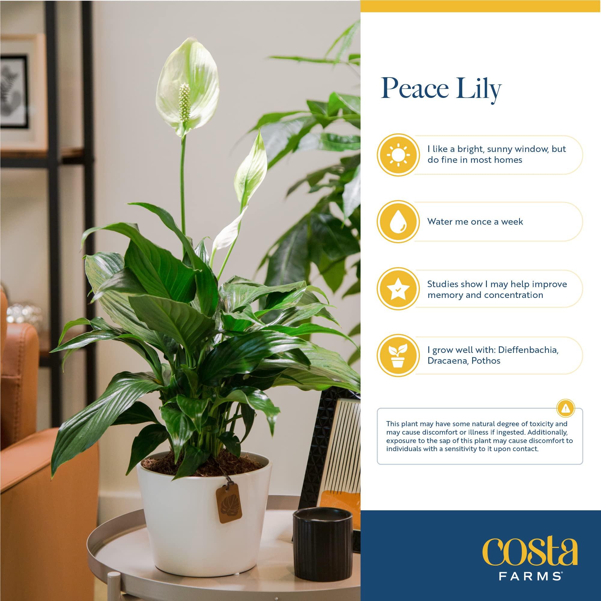 Costa Farms Peace Lily, Live Indoor Plant with Flowers, Easy to Grow Houseplant in Decorative Pot, Potting Soil, Thinking of You, Get Well Soon Gift, Room Decor, 1 Foot Tall - Image 7