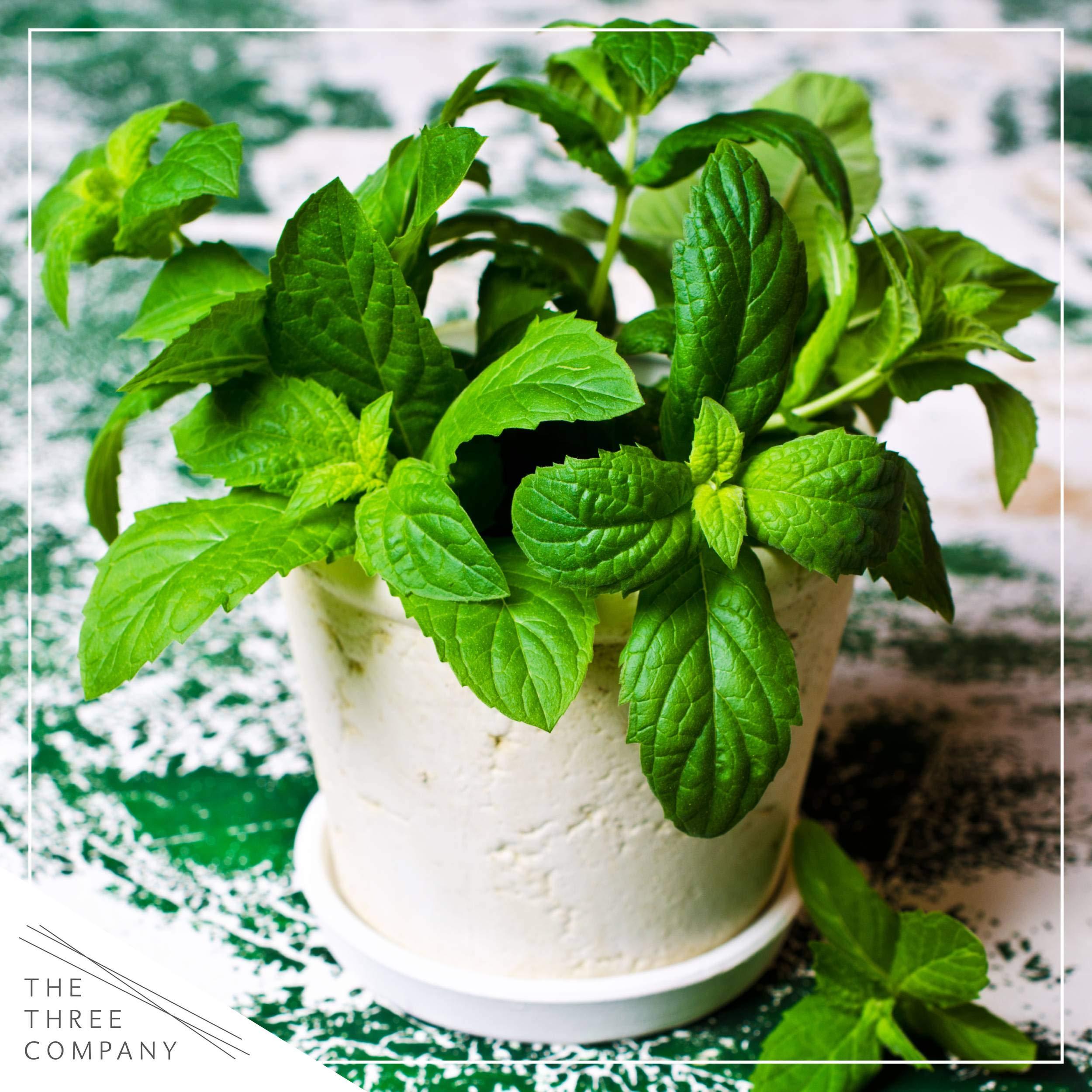 Live Aromatic and Edible Herb Assortment (Lemon Verbena, Eucalyptus, Mint, Lemon Balm, Other Assorted Herbs), 6 Plants Per Pack - Image 2