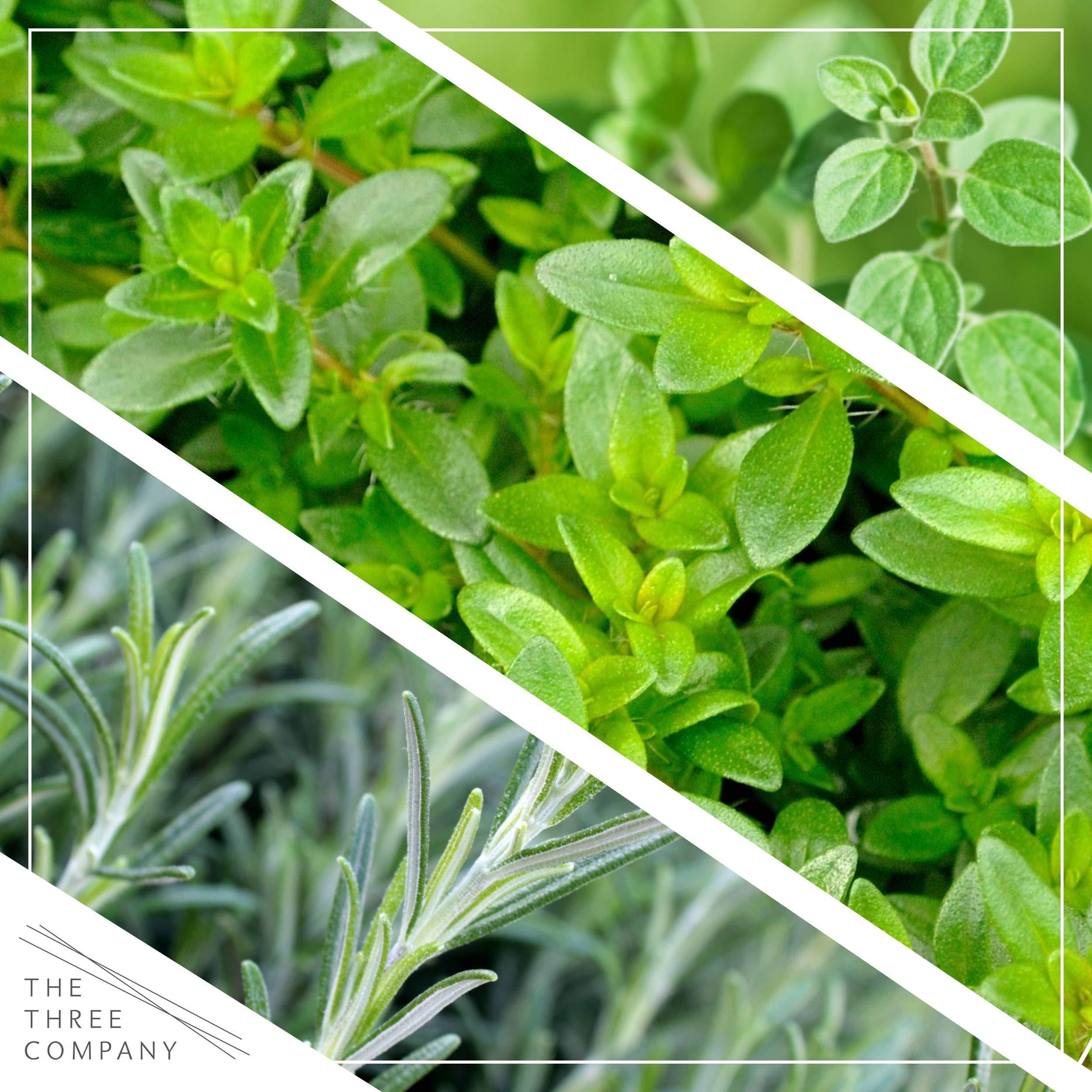 Live Aromatic and Edible Herb Assortment (Lemon Verbena, Eucalyptus, Mint, Lemon Balm, Other Assorted Herbs), 6 Plants Per Pack - Image 9