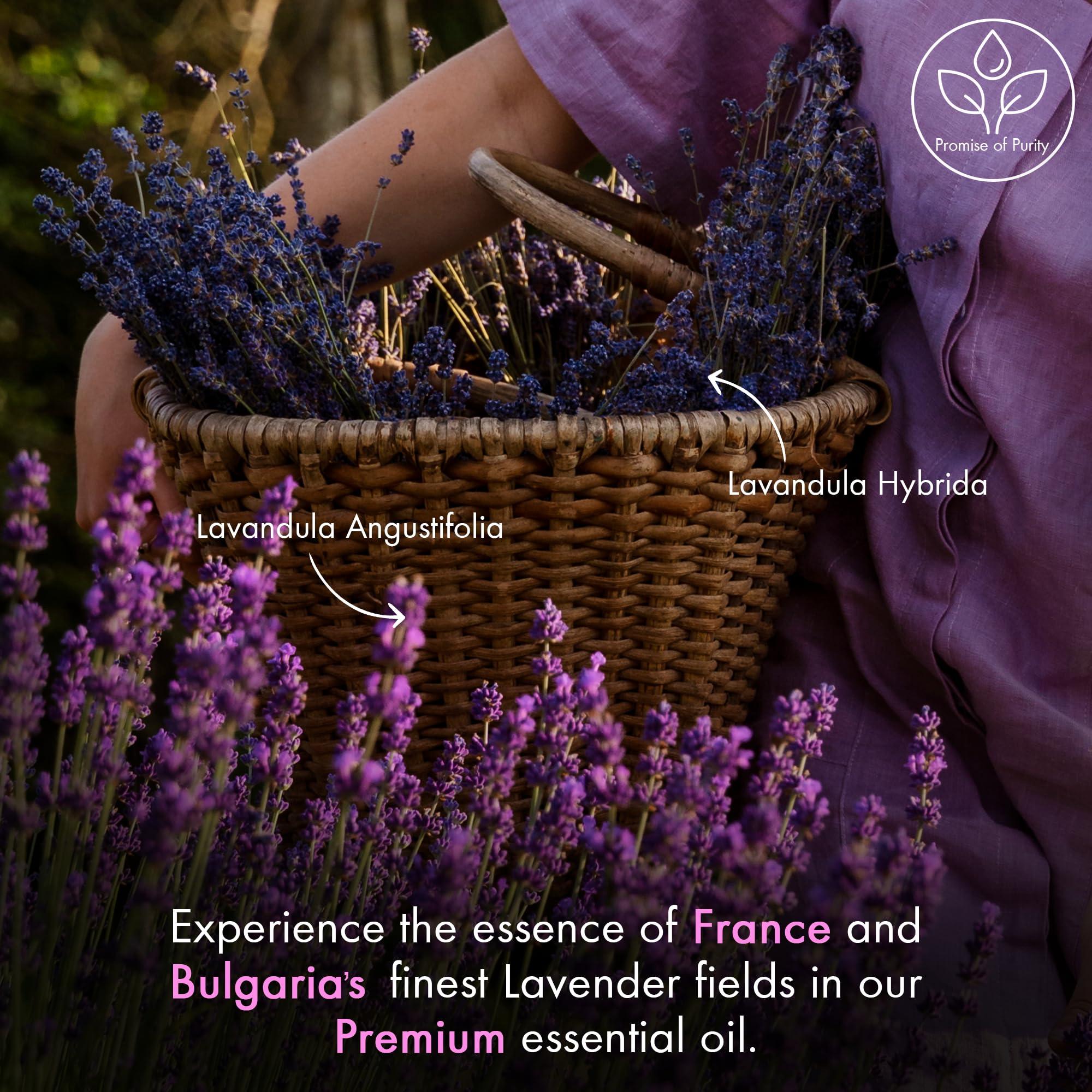 Majestic Pure Lavender Essential Oil with Glass Dropper | 100% Pure and Natural Lavender Oil | Premium Grade Essential Oils for Diffusers, Skin, Aromatherapy, Massage | 4 Fl Oz - Image 5