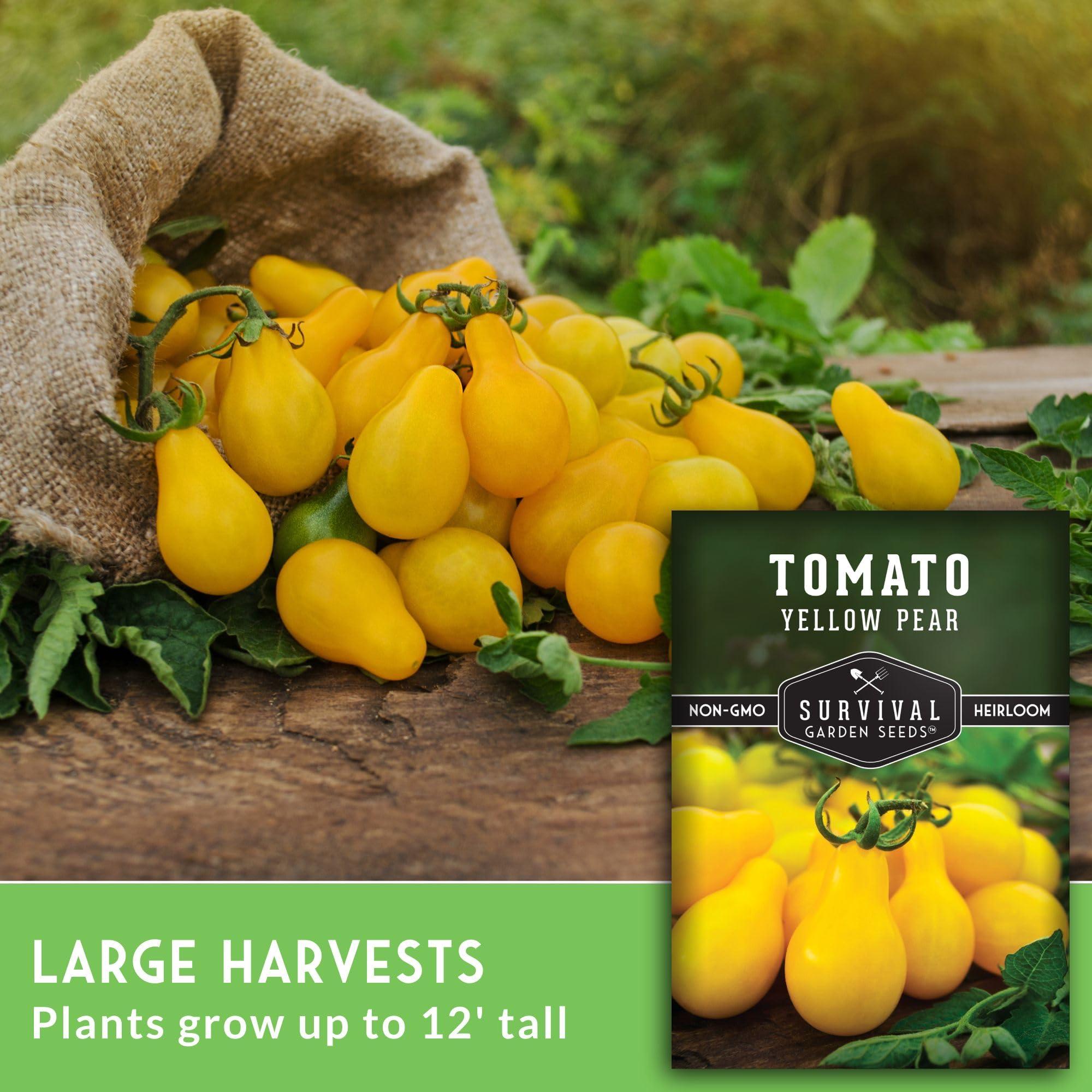 1 Pack Yellow Pear Tomato Seed for Planting - Packet with Instructions to Grow Golden Tomatoes in Your Home Vegetable Garden - Non-GMO Heirloom Variety - Survival Garden Seeds - Image 3