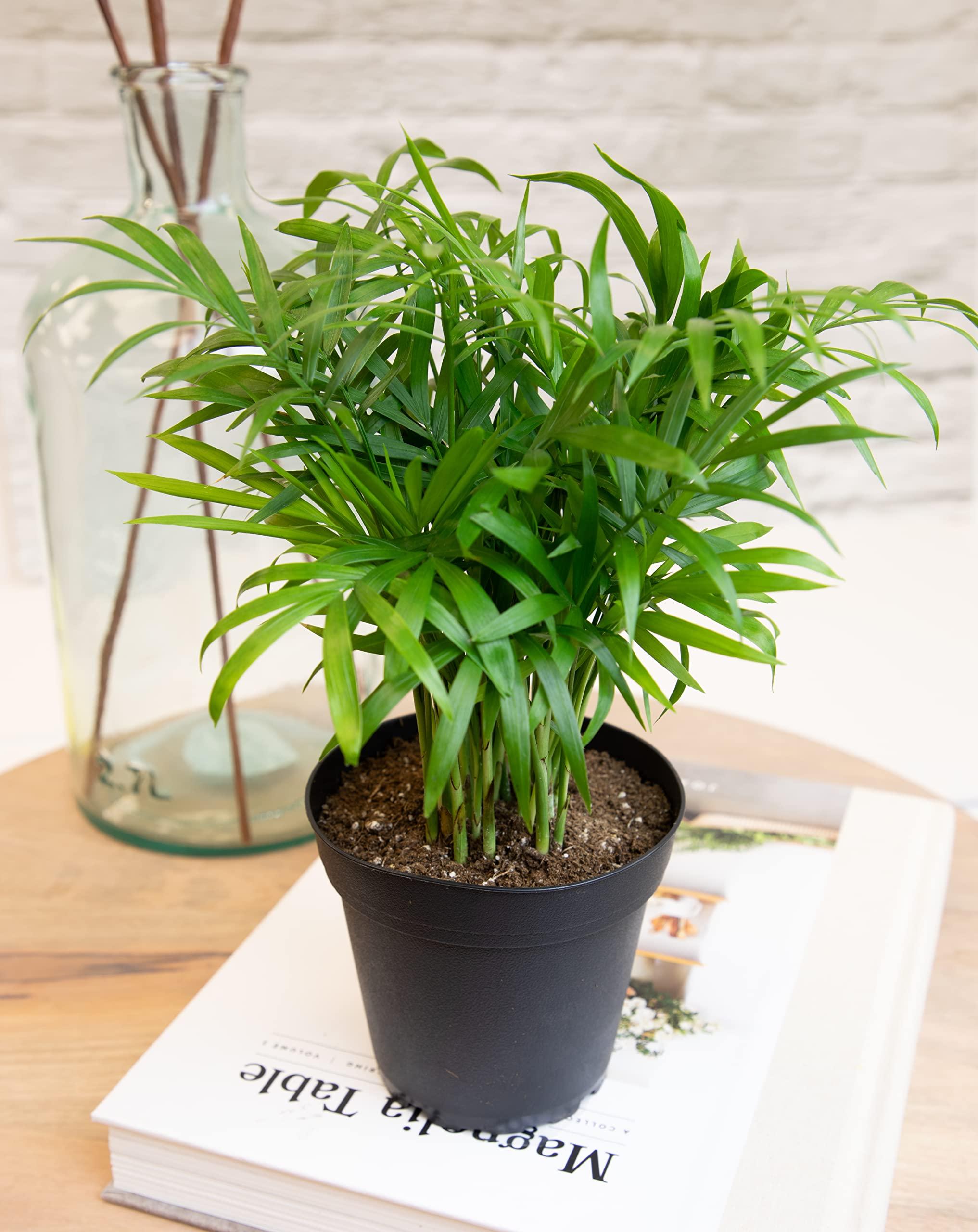 Essential Houseplant Collection (3PK) Live Plants Indoor Plants Live Houseplants in Plant Pots, Easy House Plants Indoors Live, Snake Plant, Pothos in Potting Soil, Clean Air Plants by Altman Plants - Image 8