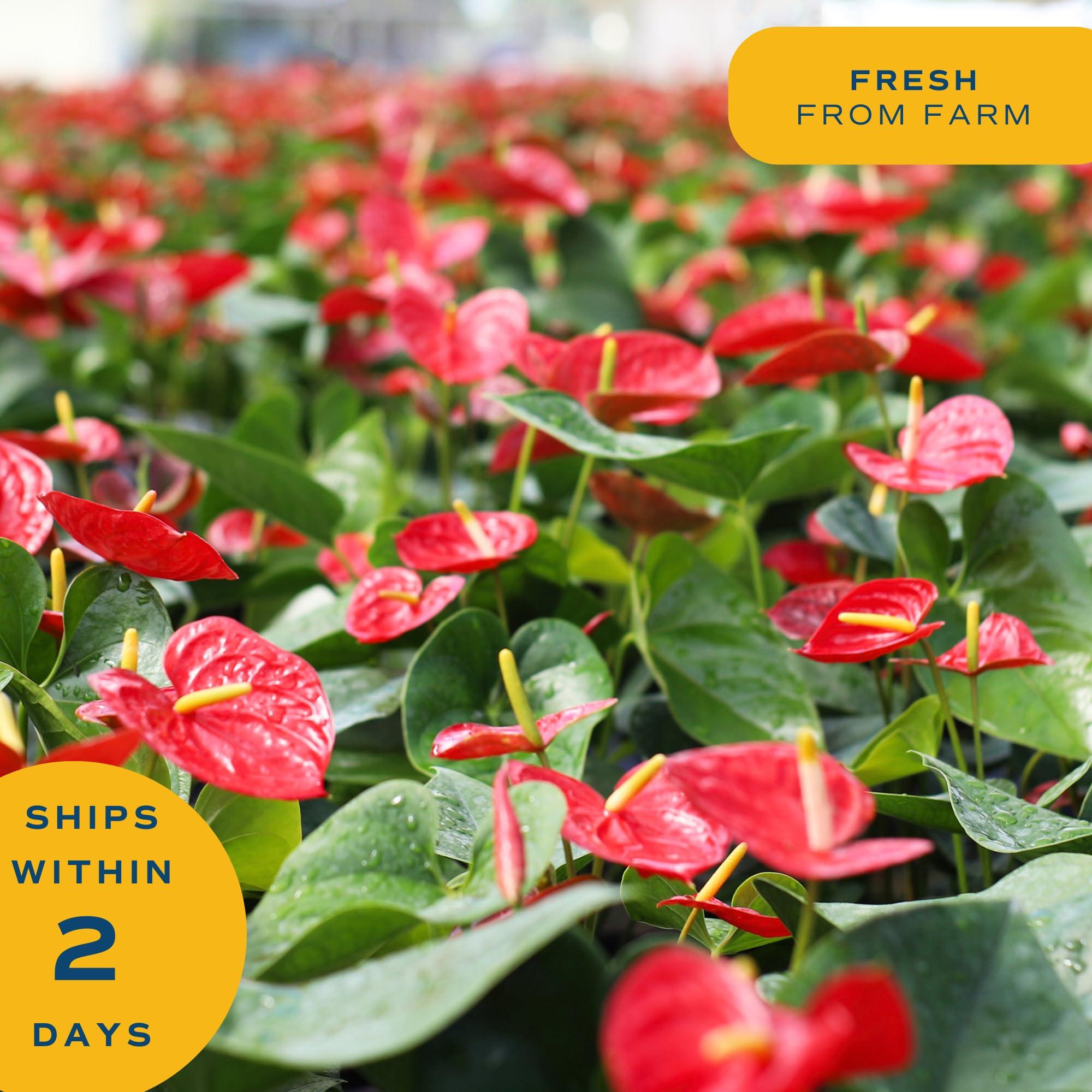 Costa Farms Anthurium Live Plant, 12-Inches Tall, Flowering Indoor Houseplant with Red Flowers in 4-Inch Cute Decor Pot, Unique Gift for Office, Home, Room Decor - Image 5