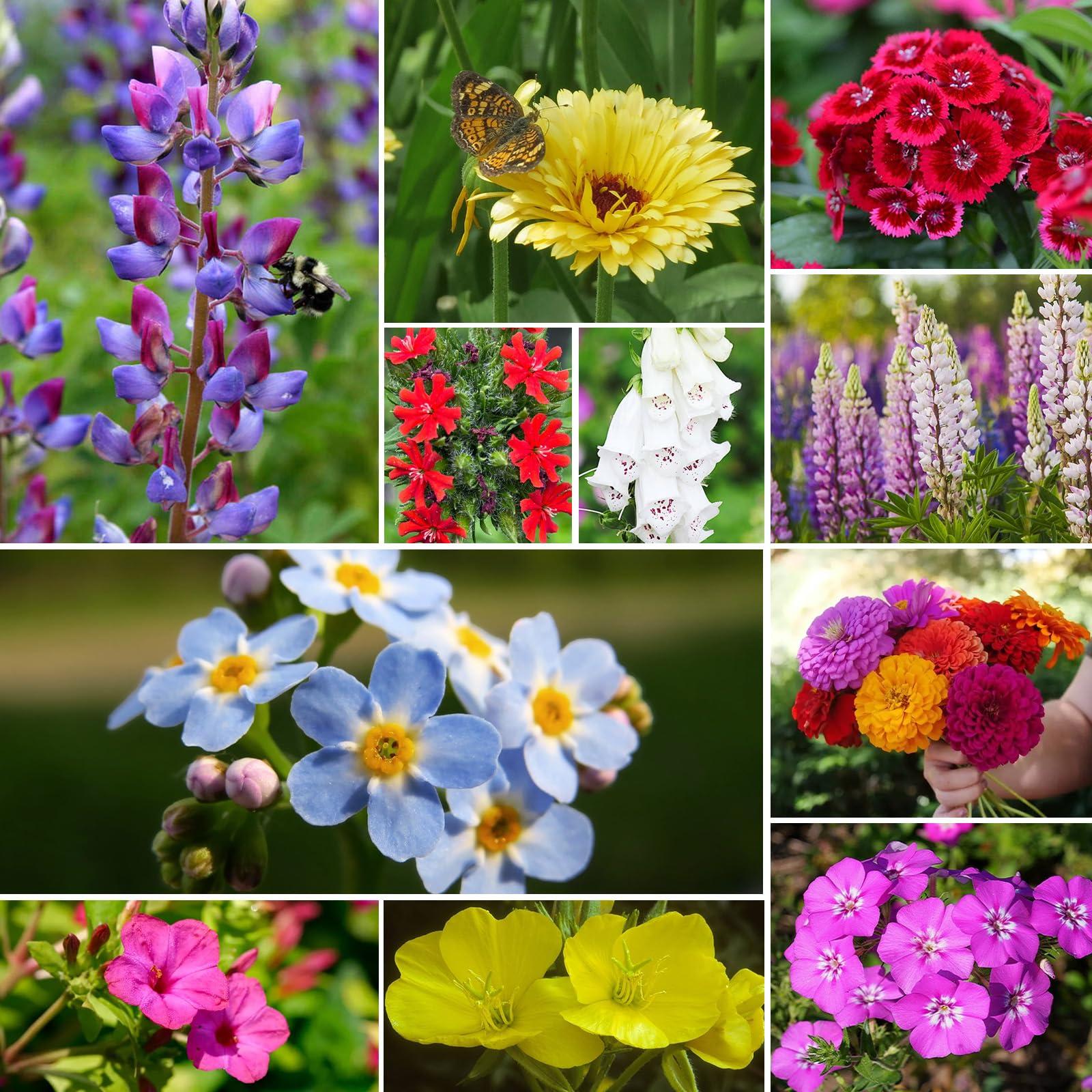 Wildflower Seeds Hummingbird and Butterfly Mix 1 Ounce, No Filler, 24 Varieties Flowers Seeds to Plant Outside, Annual Perennial, Bulk Resealable Package - Image 8