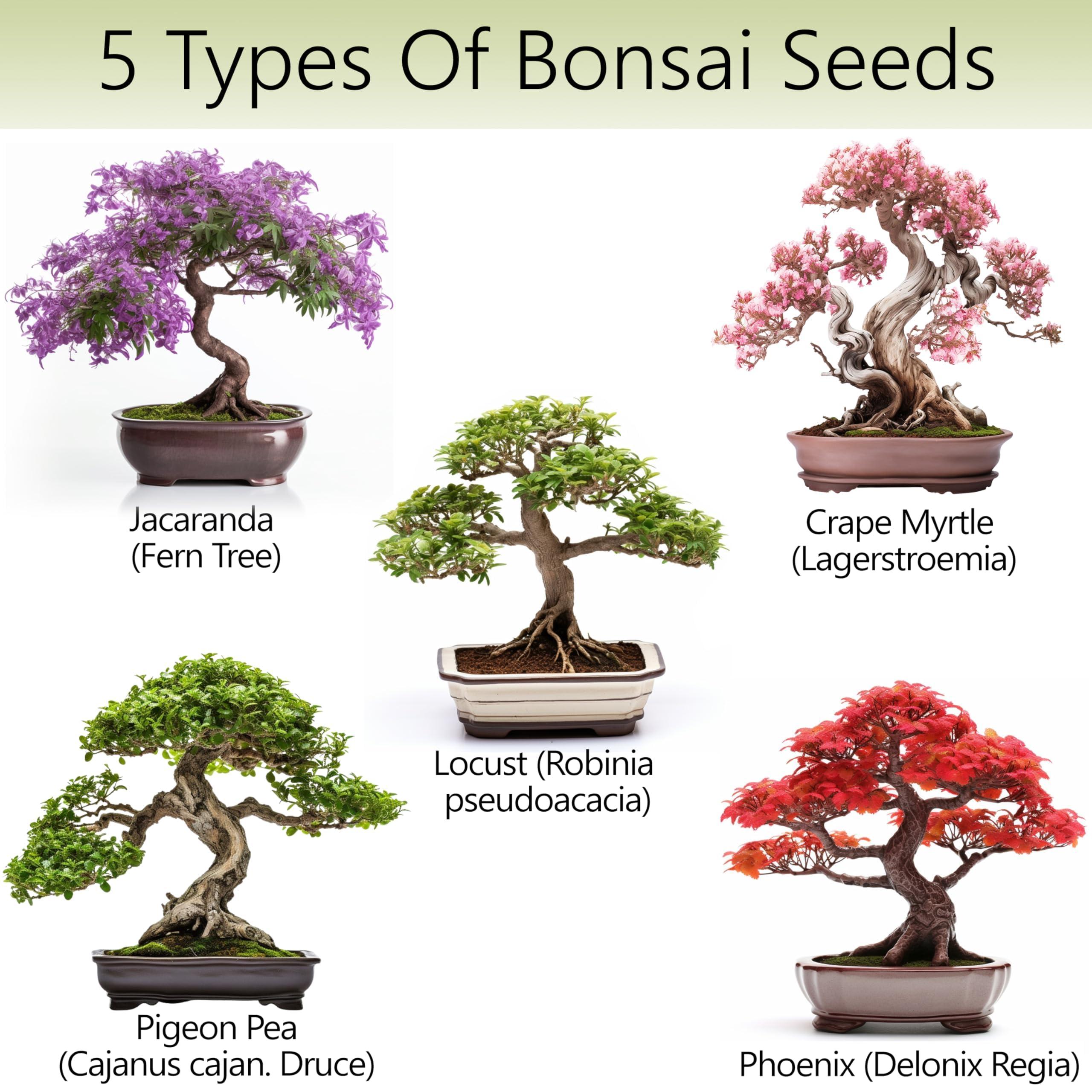Avergo Bonsai Tree Kit – 5X Unique Japanese Bonzai Trees | Complete Indoor Starter Kit for Growing Bonsai Plants with Tools & Planters – Gardening Gifts for Women & Men - Image 2