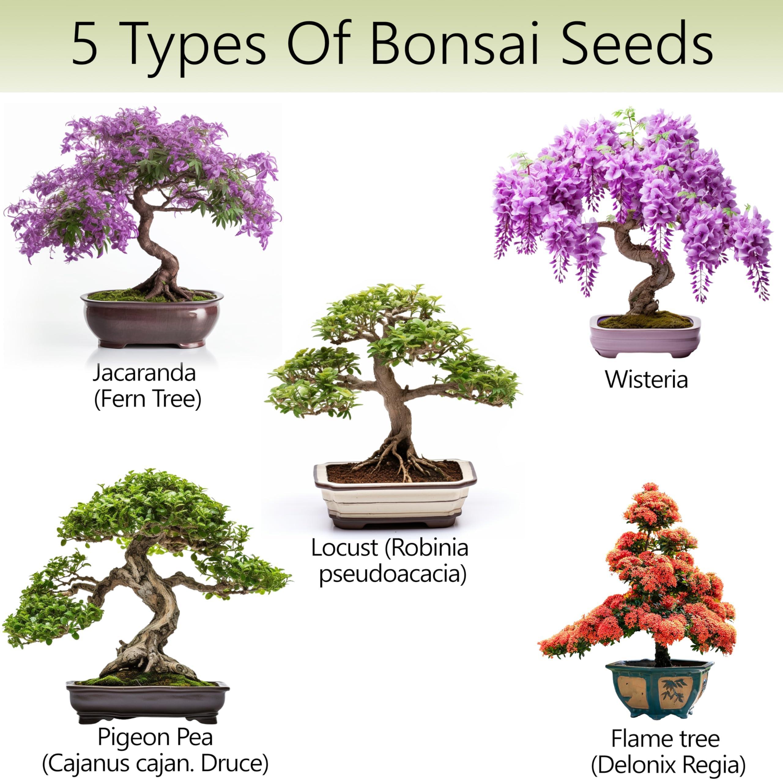 AVERGO Bonsai Tree Kit – 5X Unique Japanese Bonzai Trees | Complete Indoor Starter Kit for Growing Plants with Bonsai Seeds, Tools & Planters – Gardening Gifts for Women & Men - Image 2
