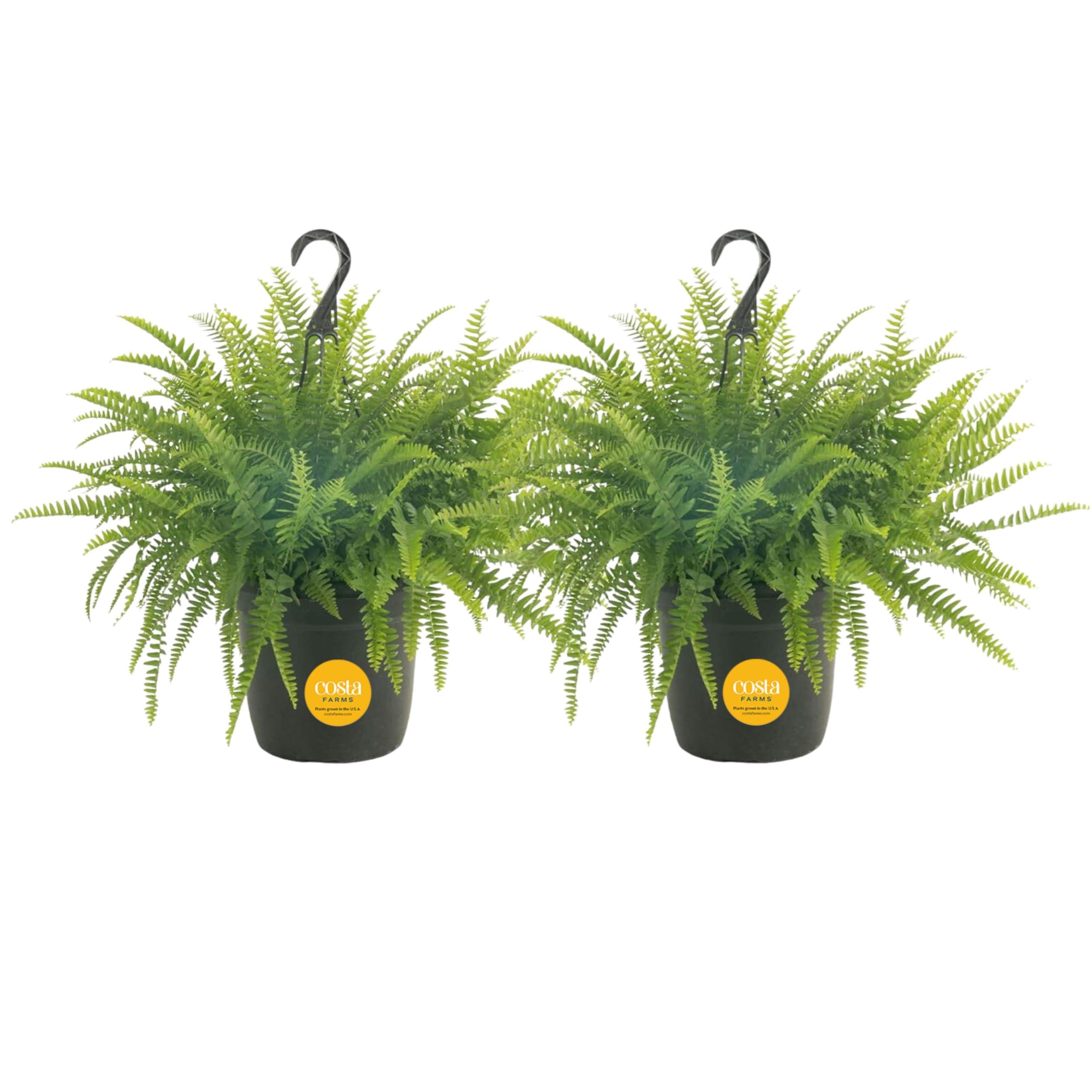 Costa Farms Ferns (2 Pack), Live Premium Boston Fern Plants in Hanging Basket Planters, Houseplants Potted in Soil Potting Mix, Outdoor Garden Gift, Beautiful Home Patio Décor, 16-Inches Tall