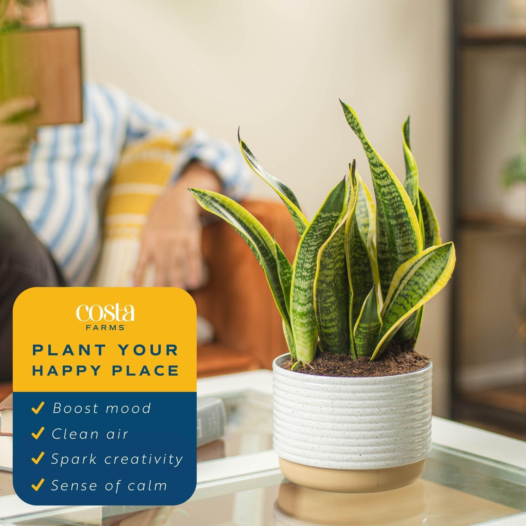 Costa Farms Snake, Sansevieria White-Natural Decor Planter Live Indoor Plant, 12-Inch Tall, Grower's Choice, Green, Yellow - Image 2