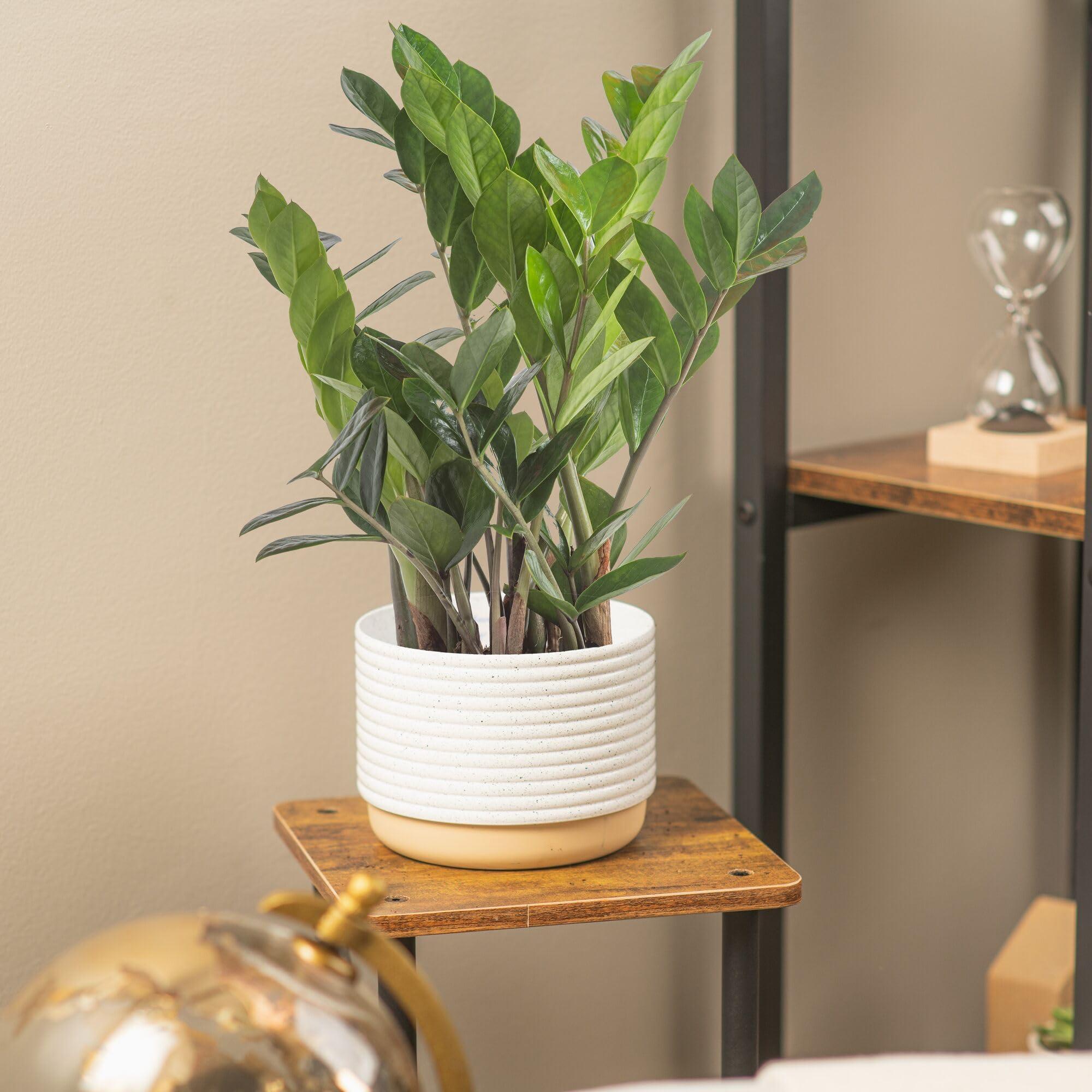 Costa Farms ZZ Plant, Live Indoor Houseplant in Modern Decor Planter, Natural Air Purifier in Potting Soil, Gift for Plant Lovers, Birthday Gift, Tabletop Living Room Decor, Desk Decor, 12-Inches Tall - Image 4