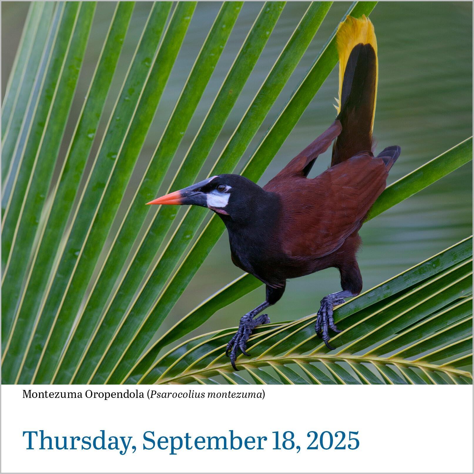 Audubon Birds Page-A-Day® Calendar 2025: The World's Favorite Bird Calendar - Image 5