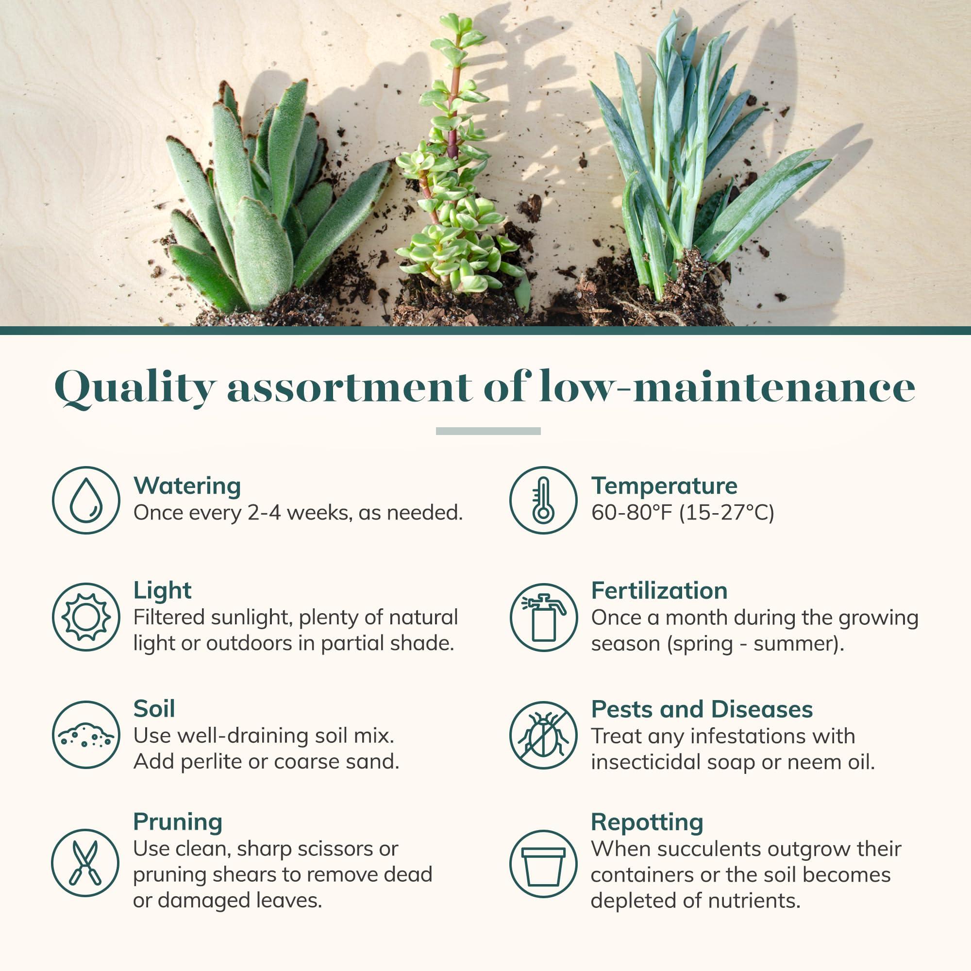 Shop Succulents Assorted Succulent Plant Pack Bulk Collection - Live Mini Succulent Plants, Low Maintenance, Mixture of Colors & Textures - Wedding and Party Favors, Gift & Garden, Pack of 20 - Image 7