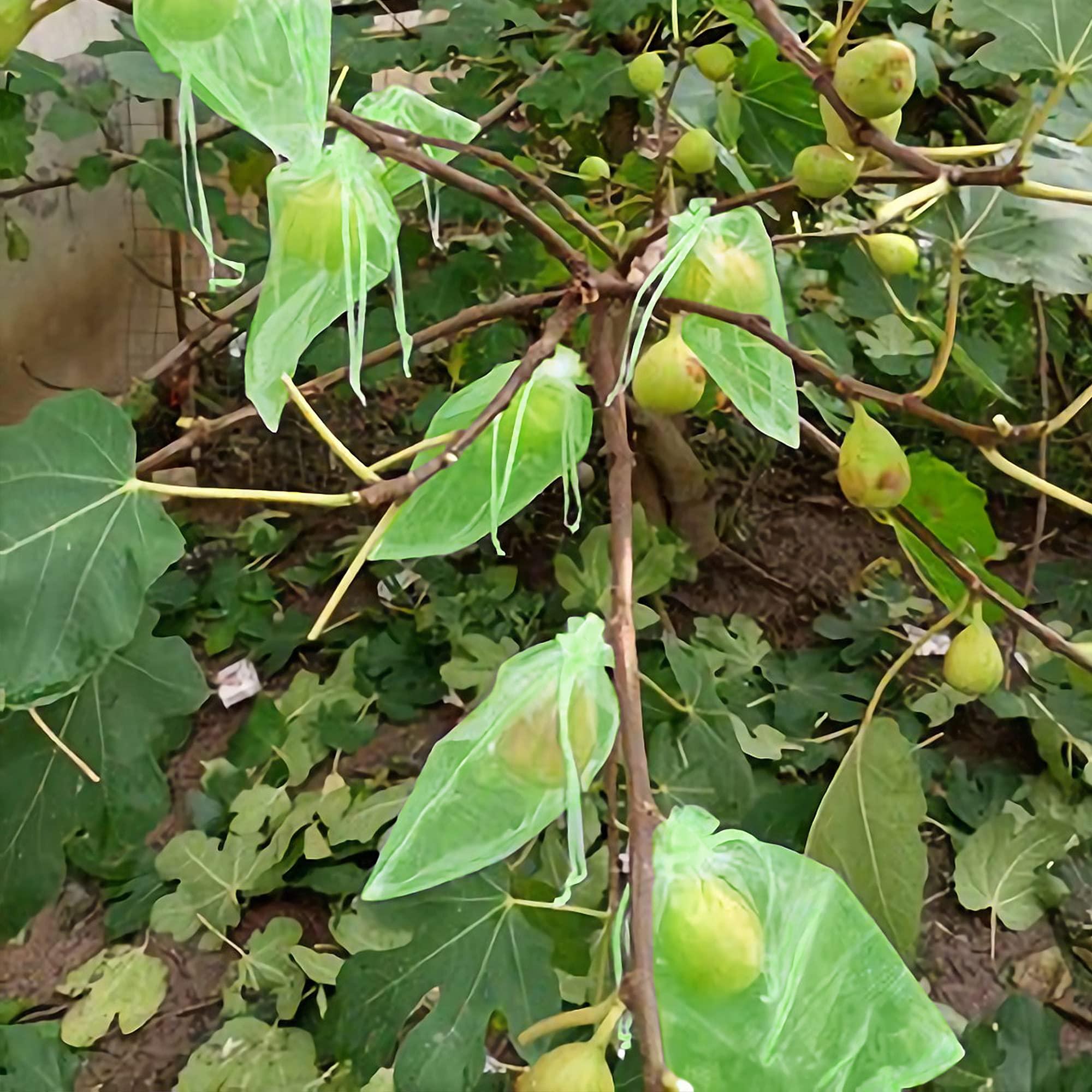 6x8 Inch 100 Pieces Green Fruit Protection Bags- Fruit Netting Bags with Drawstring,Garden Fruit Cover Mesh Bag to Protect Plants from Pest Birds Squirrels - Image 6