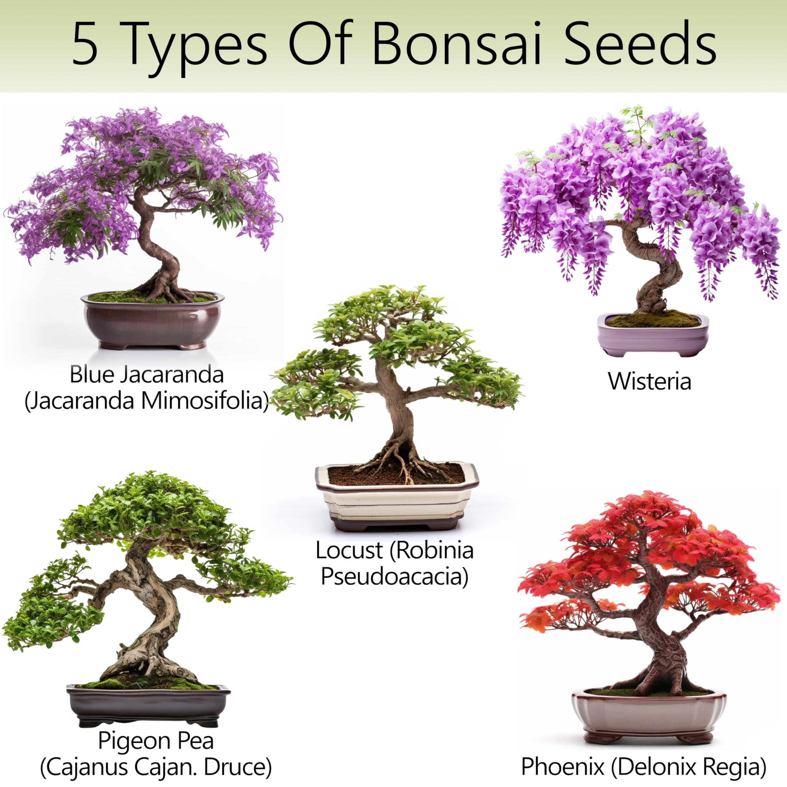AVERGO Bonsai Tree Kit for Beginners – 5X Unique Japanese Bonzai Trees | Complete Indoor Starter Kit for Growing Plants with Bonsai Seeds, Tools & Planters – Gardening Gifts for Women & Men - Image 2