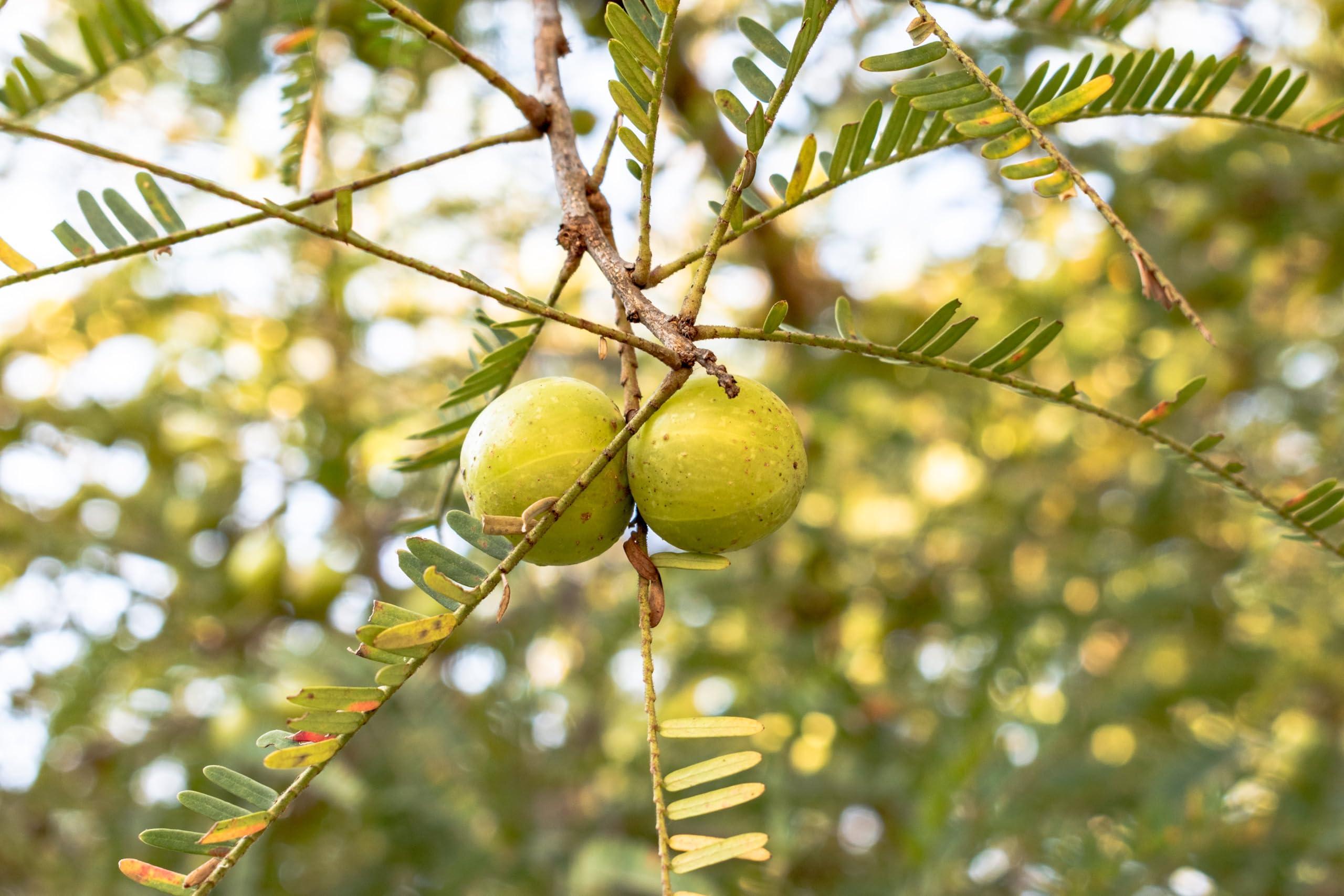 Amla Powder, Made From 100% Phyllanthus Emblica - Pure, Natural Emblic Myrobalan, Ground Indian Gooseberry - Net Weight: 1.76oz/50g - Image 6