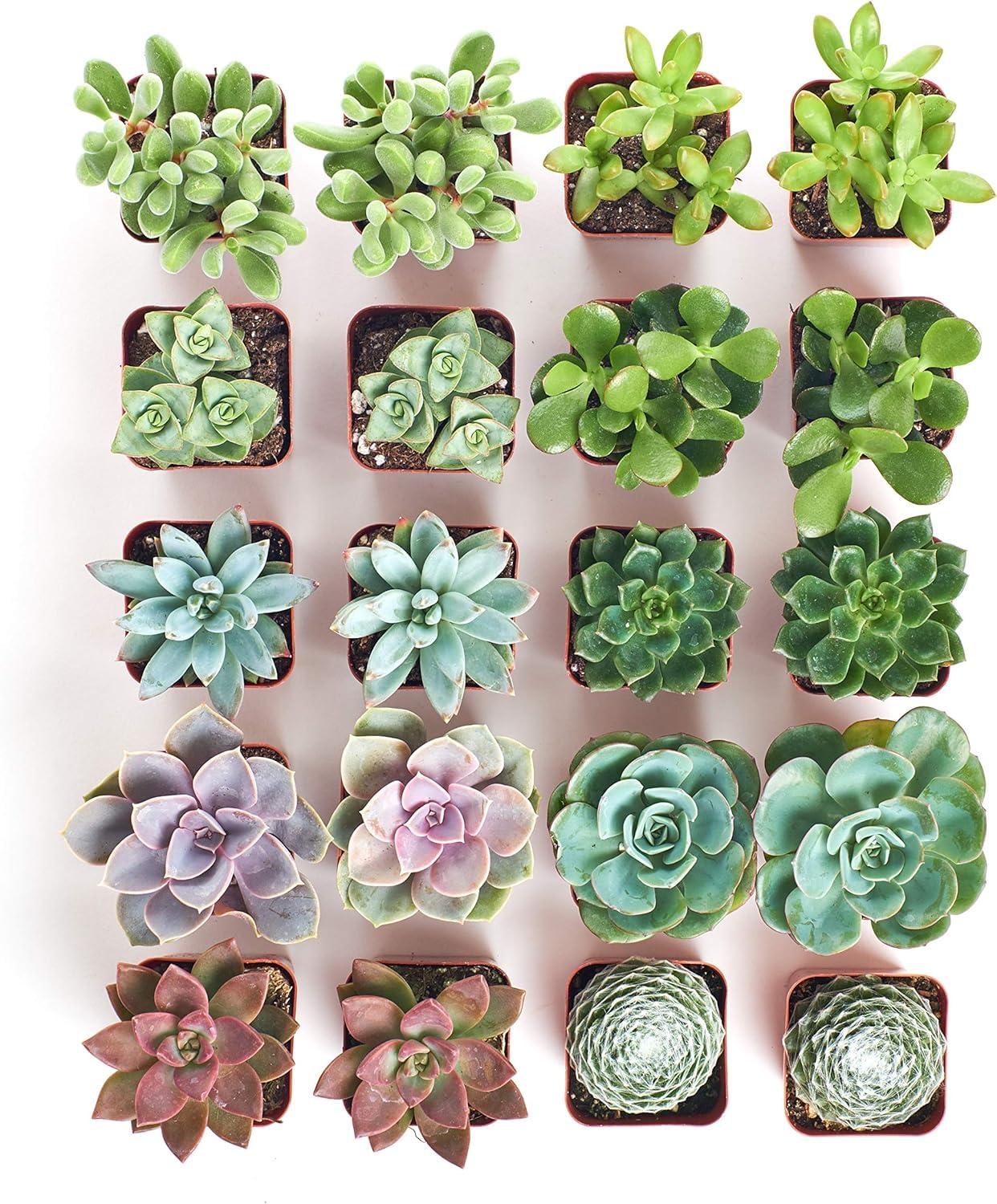 Shop Succulents Assorted Succulent Plant Pack Bulk Collection - Live Mini Succulent Plants, Low Maintenance, Mixture of Colors & Textures - Wedding and Party Favors, Gift & Garden, Pack of 20 - Image 3