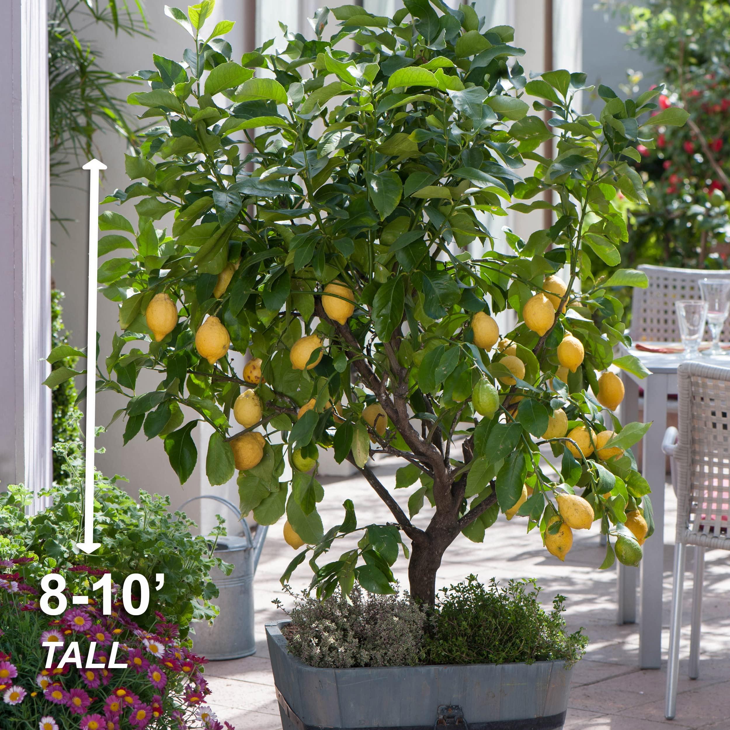 Garden State Bulb Meyer Lemon Tree, Citrus Live Plant (1 Gallon Growers Pot) Cannot Ship FL, AZ, CA, TX, LA - Image 2
