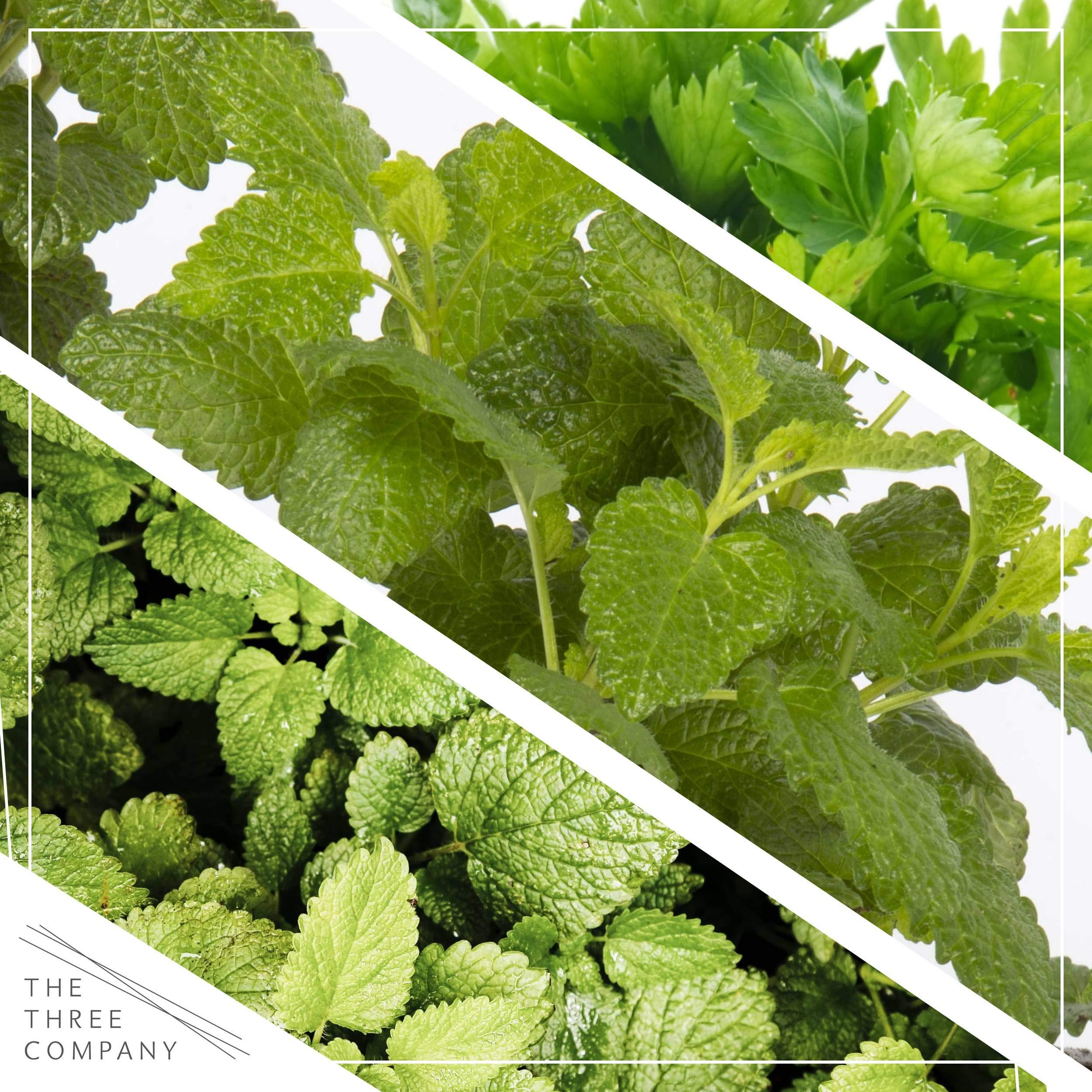 Live Aromatic and Edible Herb Assortment (Lemon Verbena, Eucalyptus, Mint, Lemon Balm, Other Assorted Herbs), 6 Plants Per Pack - Image 8