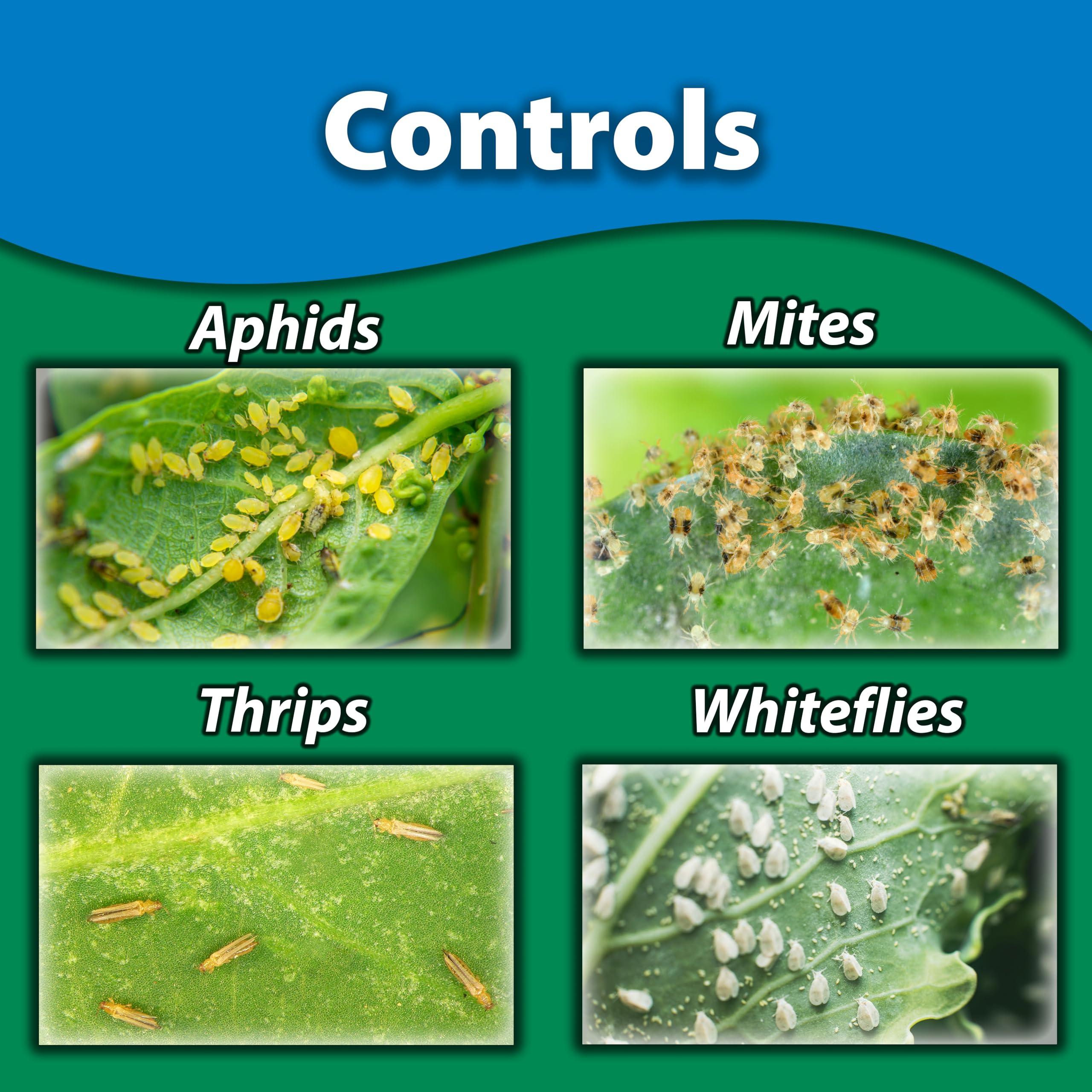 Monterey Horticultural Oil - Organic Gardening Fungicide, Insecticide, & Miticide - Controls Aphids, Mites, Scales - 1 Gallon - Apply Using a Sprayer - Image 2