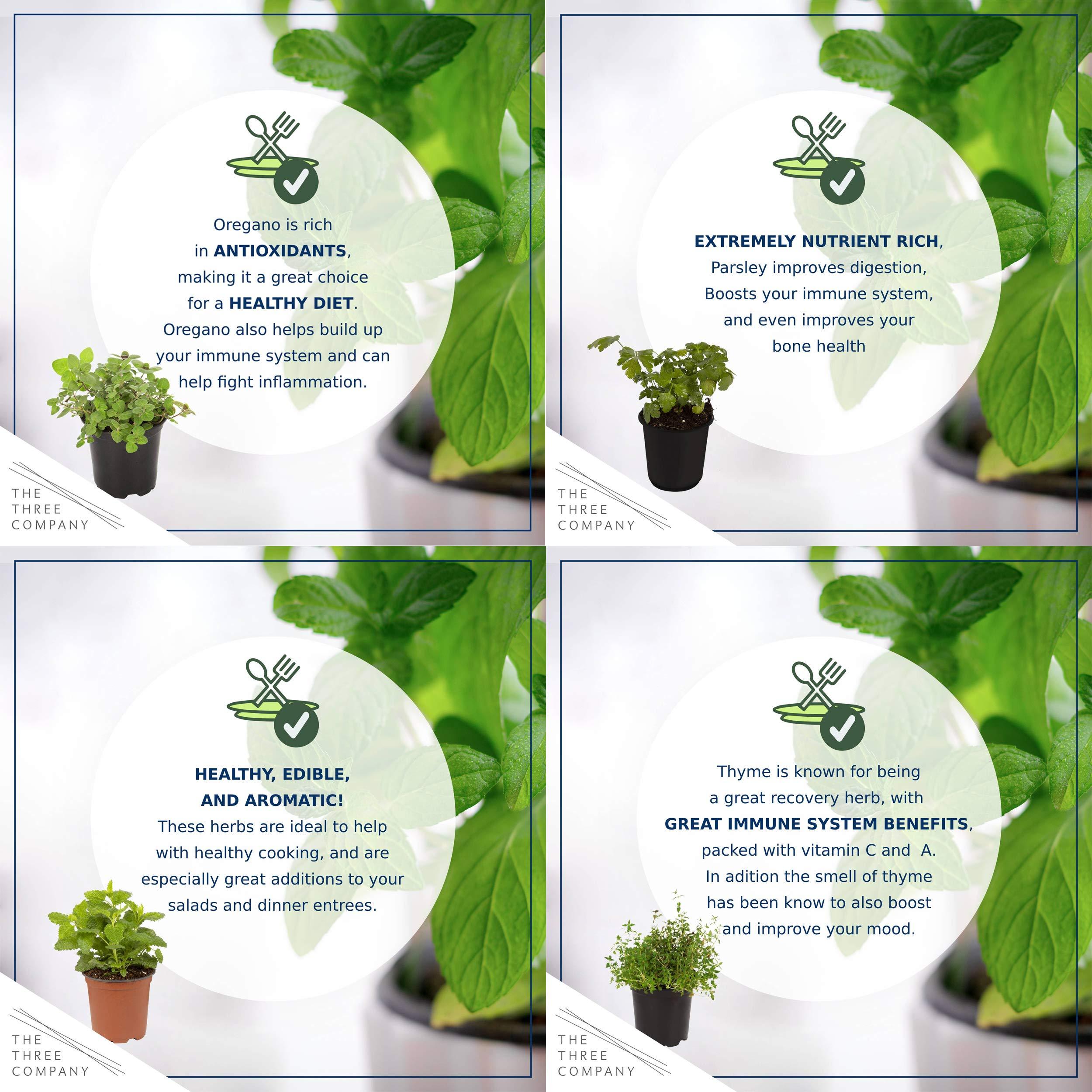 Live Aromatic and Edible Herb Assortment (Lemon Verbena, Eucalyptus, Mint, Lemon Balm, Other Assorted Herbs), 6 Plants Per Pack - Image 5
