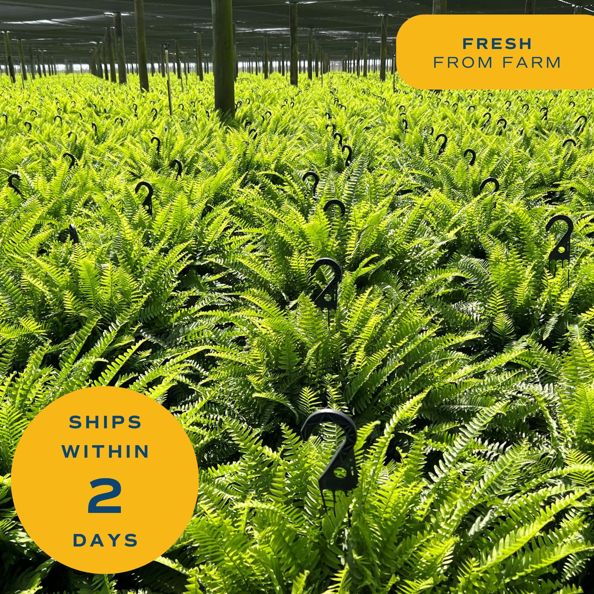 Costa Farms Ferns (2 Pack), Live Premium Boston Fern Plants in Hanging Basket Planters, Houseplants Potted in Soil Potting Mix, Outdoor Garden Gift, Beautiful Home Patio Décor, 16-Inches Tall - Image 6
