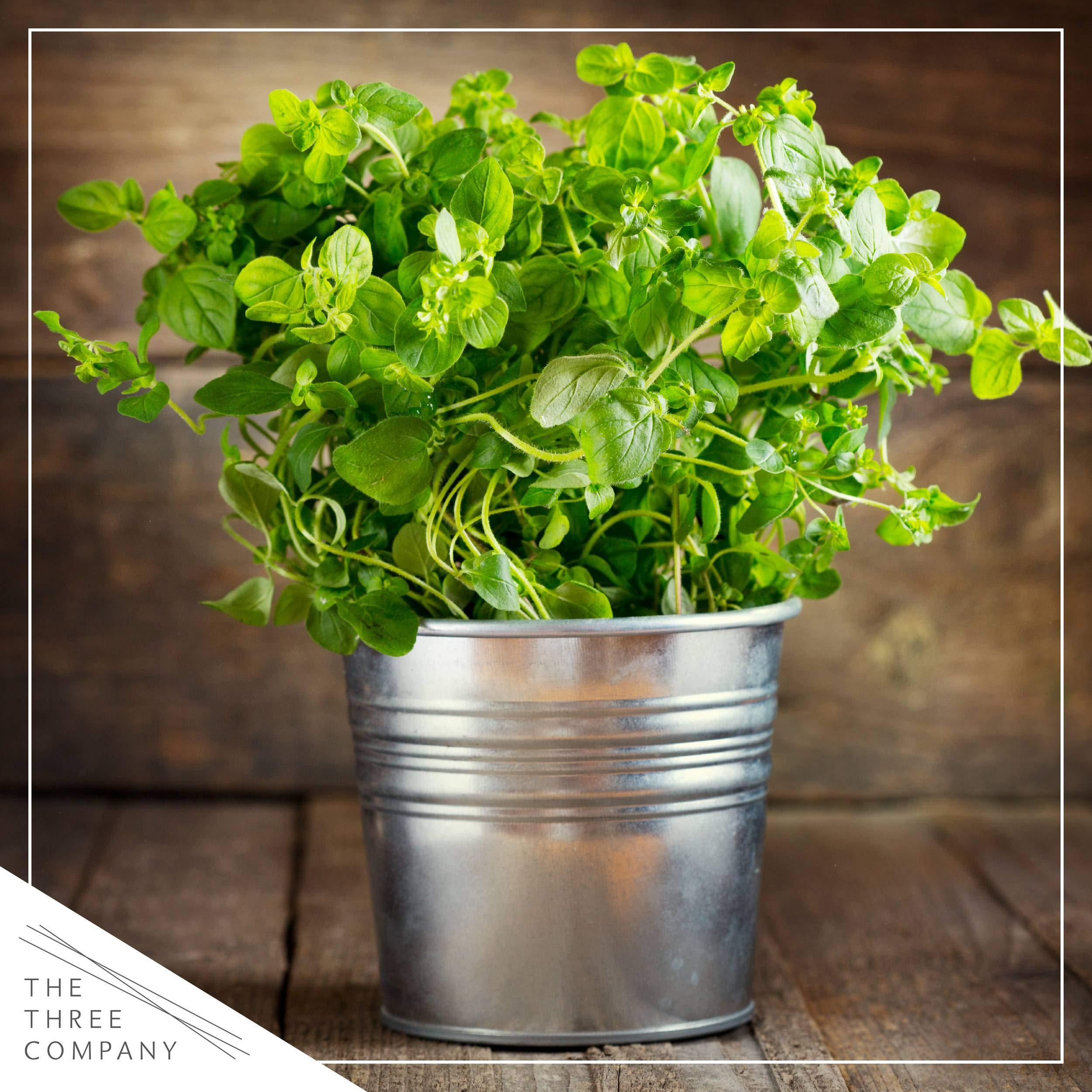 Live Aromatic and Edible Herb Assortment (Lemon Verbena, Eucalyptus, Mint, Lemon Balm, Other Assorted Herbs), 6 Plants Per Pack - Image 14