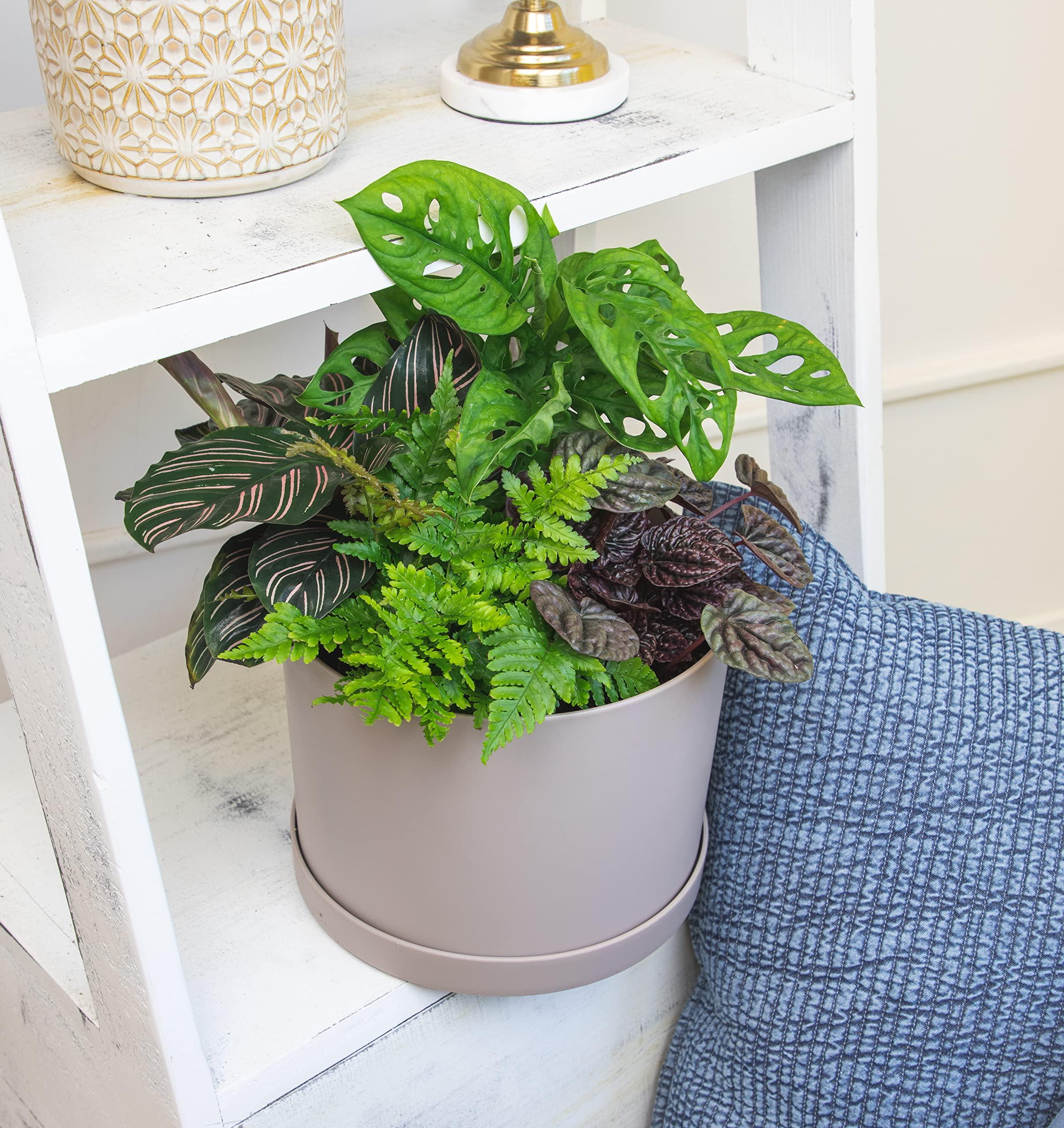 Essential Houseplant Collection (3PK) Live Plants Indoor Plants Live Houseplants in Plant Pots, Easy House Plants Indoors Live, Snake Plant, Pothos in Potting Soil, Clean Air Plants by Altman Plants - Image 7