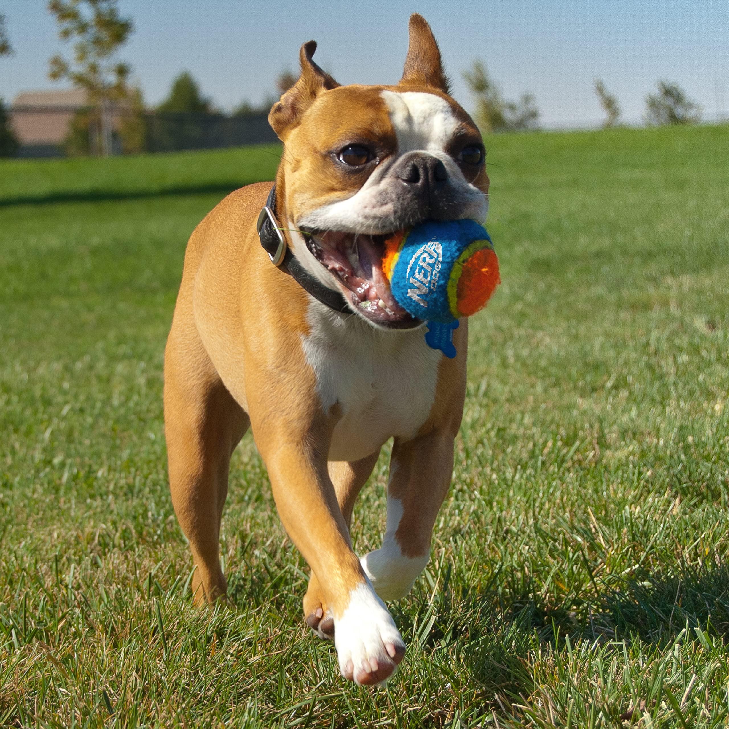Nerf Dog 25in Translucent Air Strike Thrower, Dog Toy Gift Set with Five 2.5in Balls, Lightweight, Durable and Water Resistant, for Small/Medium/Large Breeds - Image 2